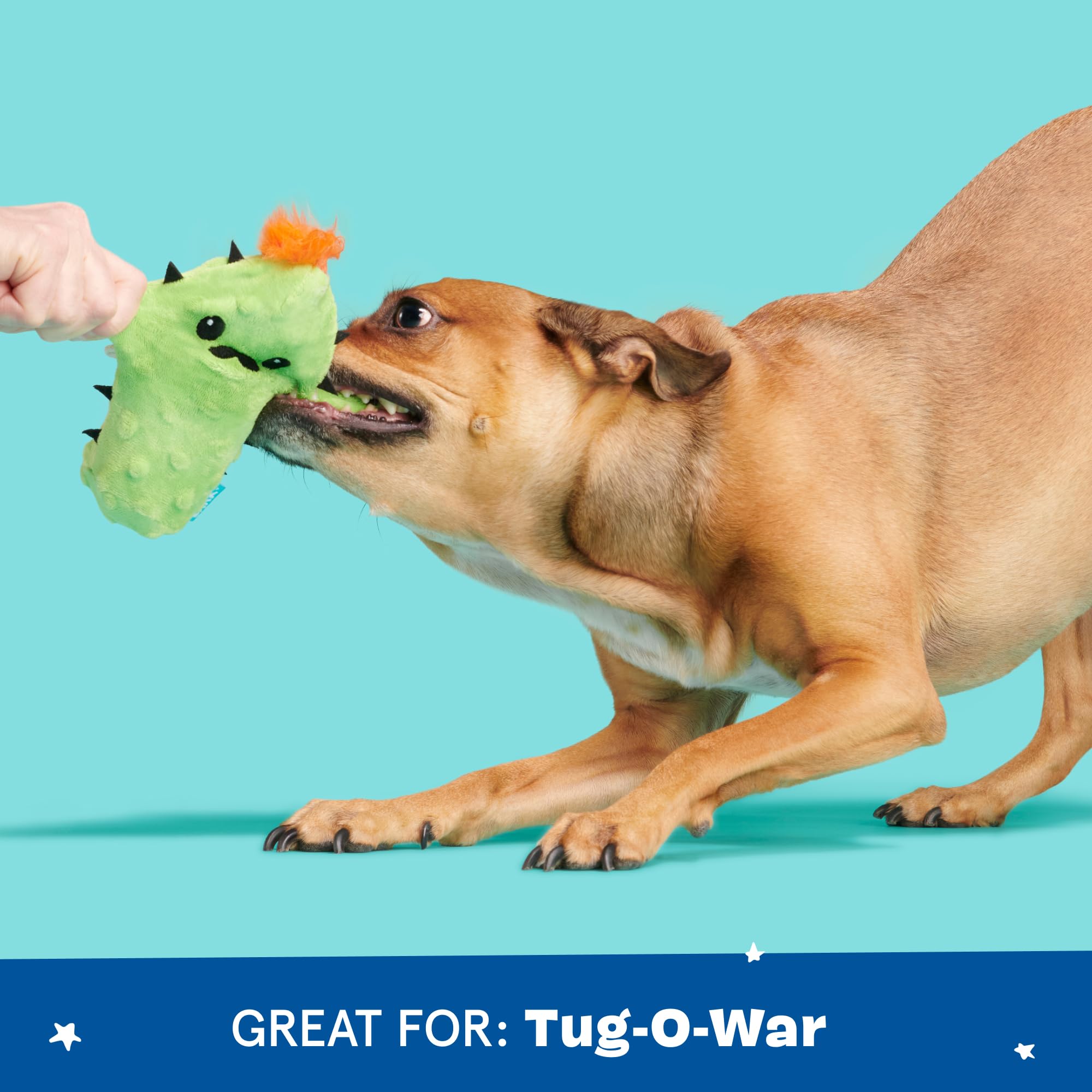 BarkBox Prickly Pete destruction ludique, parfait pour jeux de tirage et exploration.