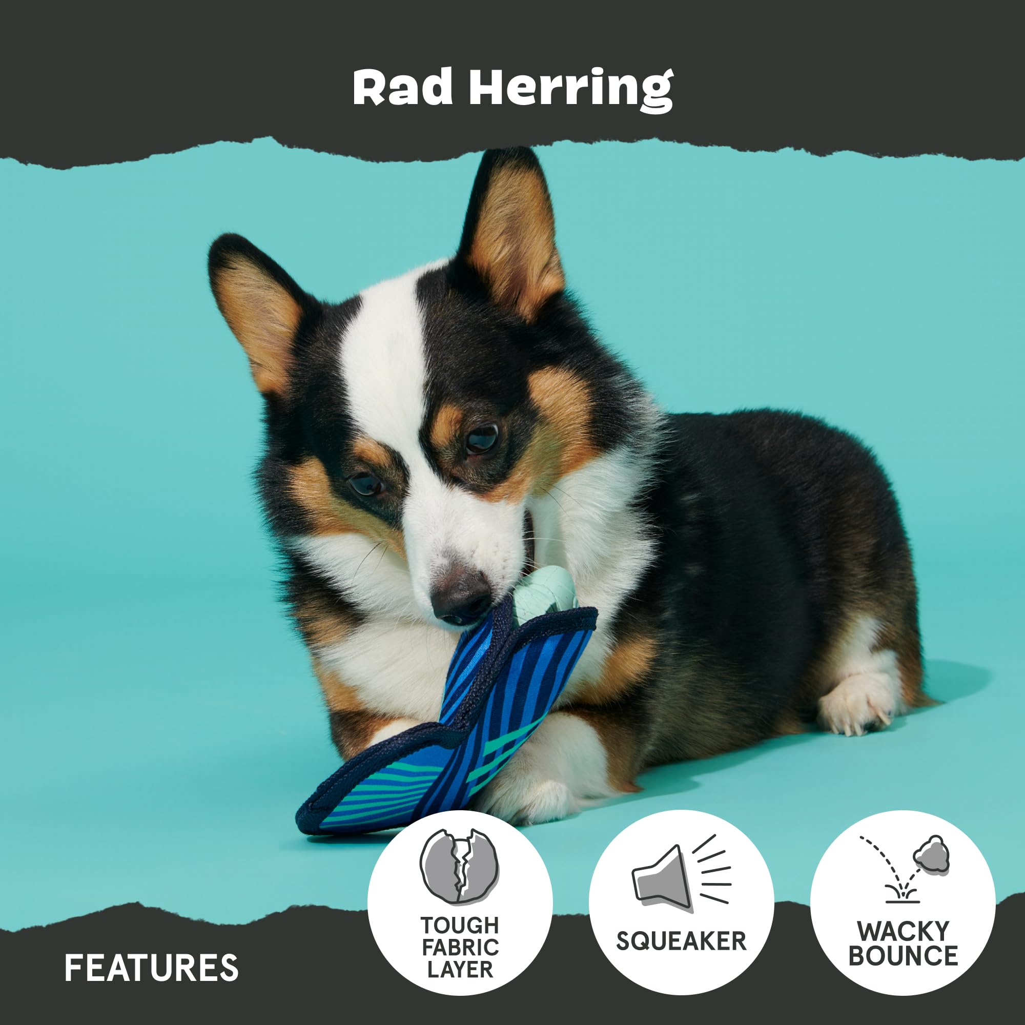 BarkBox Rad Herring : caoutchouc solide pour chiens qui mâchent intensément.