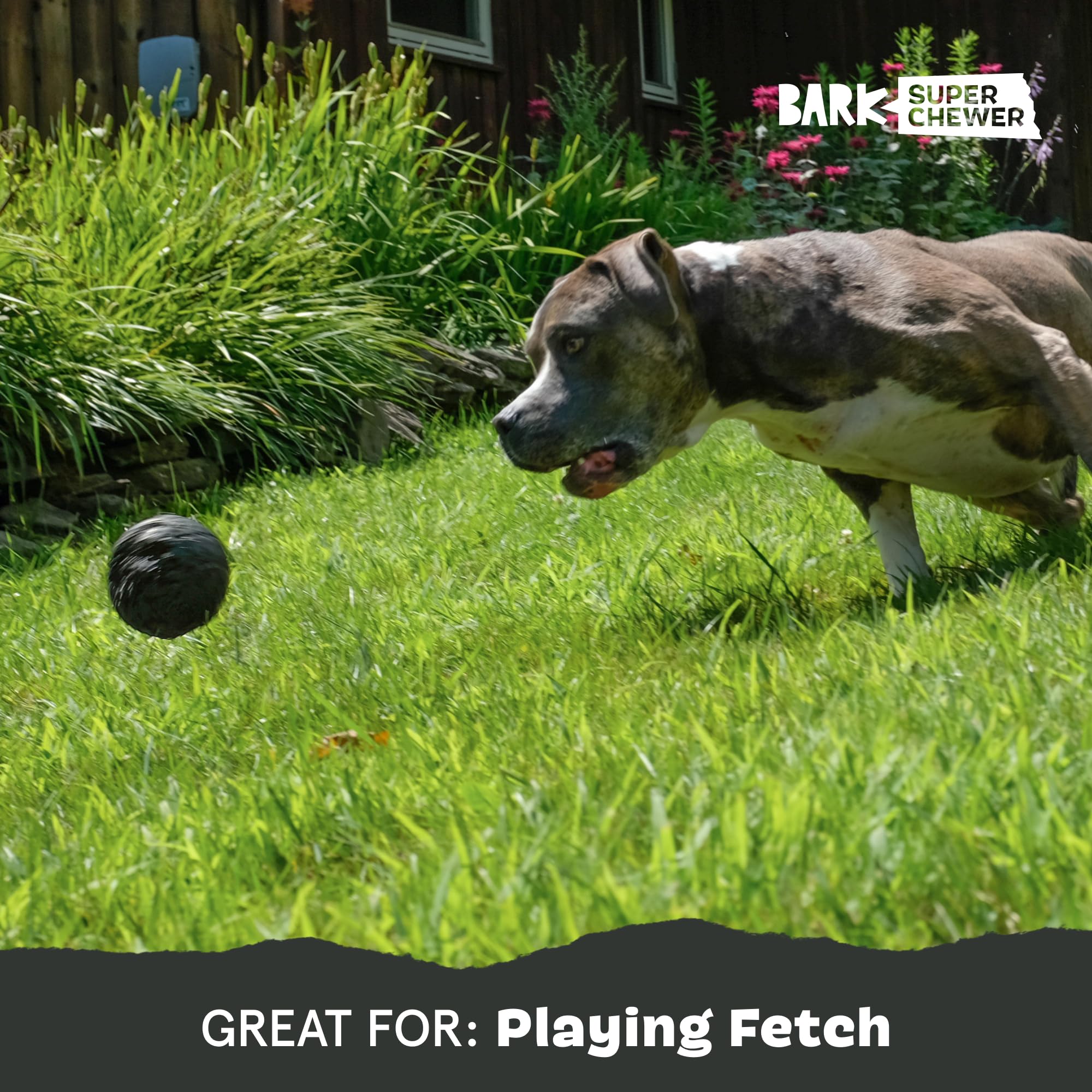 Idéal pour chiots et chiens adultes BarkBox Super Chewer Comet-Petit.