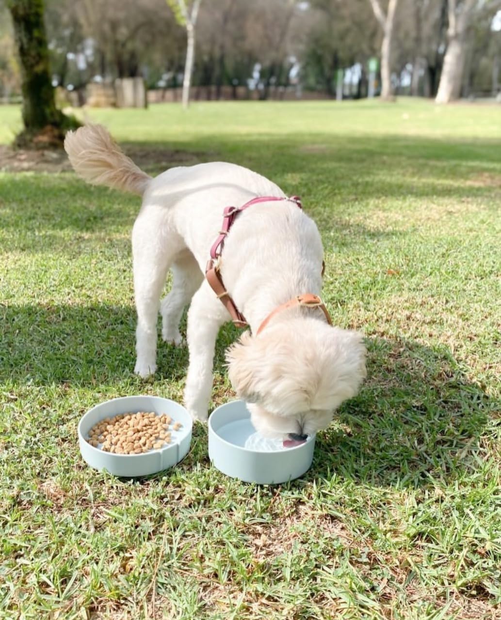 Barkin' Trails bols lavables au lave-vaisselle pour un nettoyage facile.