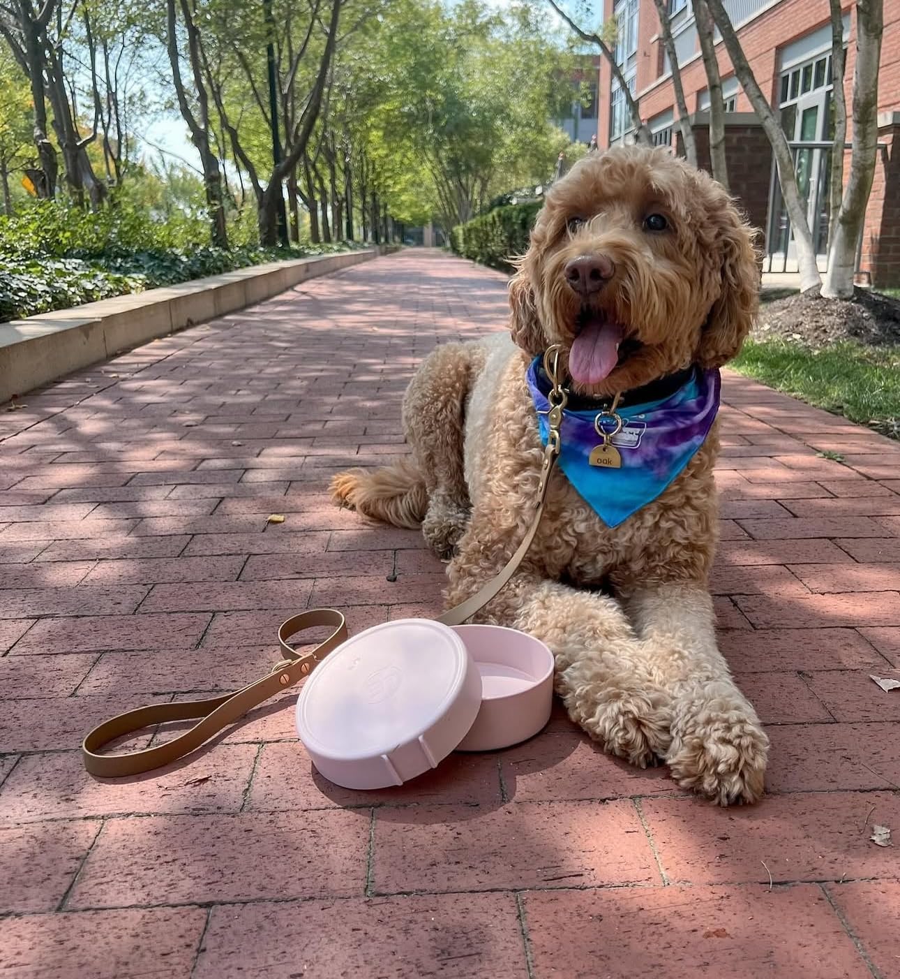 Barkin' Trails: bols à fond antidérapant gardant les aliments en place.