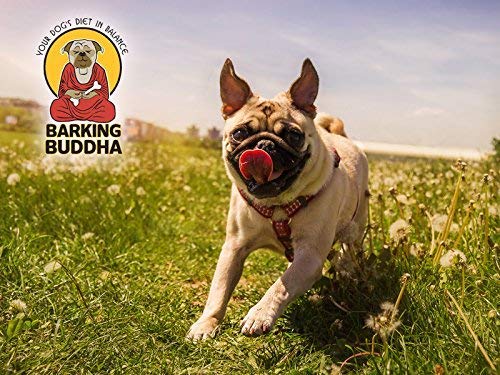 Idéal comme récompense durable lors des sessions de jeu Barking Buddha.