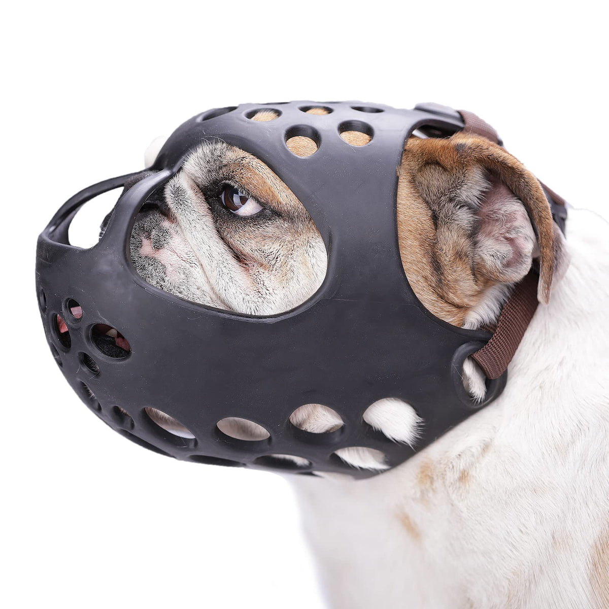 Masque Barkless pour bouledogue anglais, vue d'ensemble, sécurité lors des sorties.