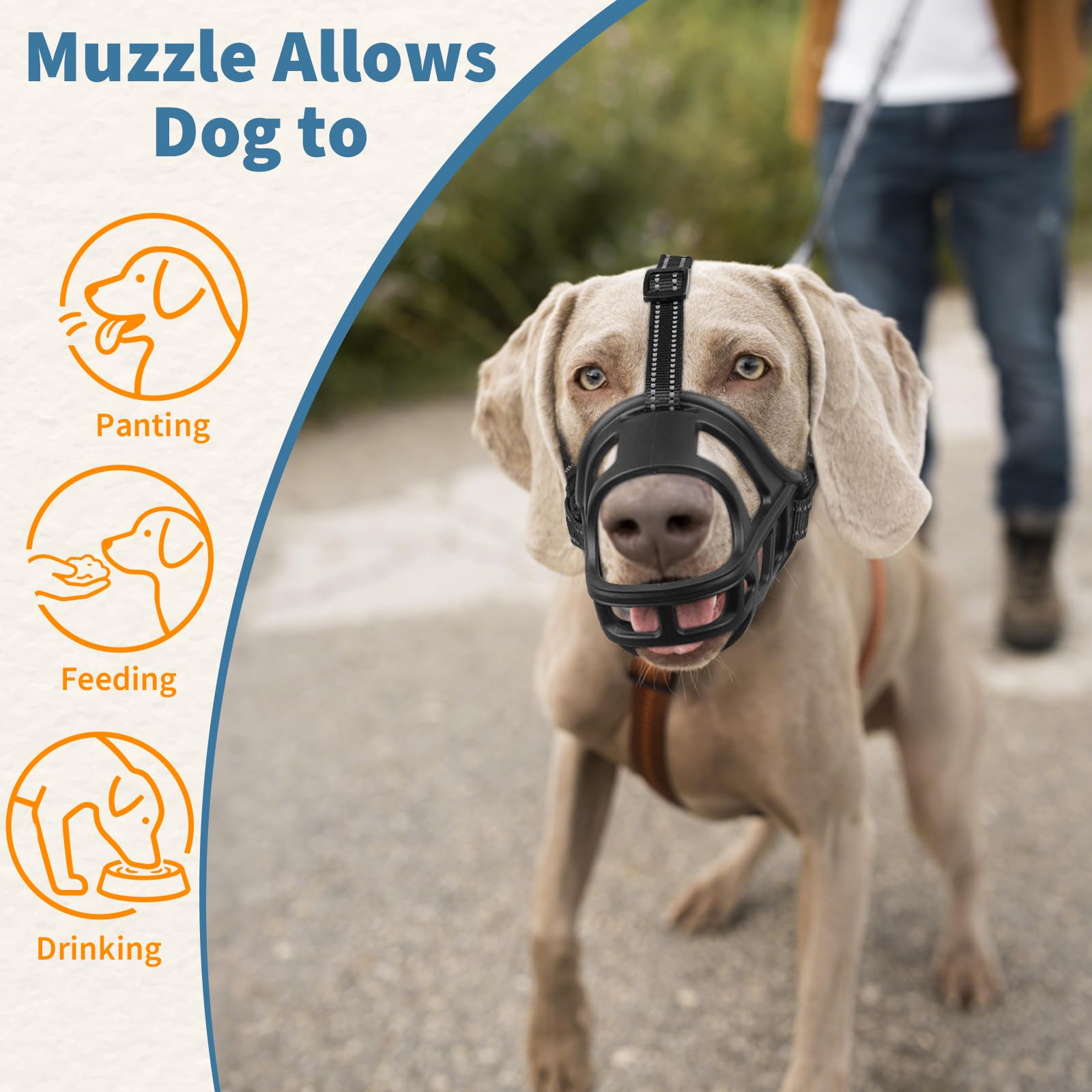 BARKLESS utilisation guidée avec friandises pour faciliter l’adaptation.