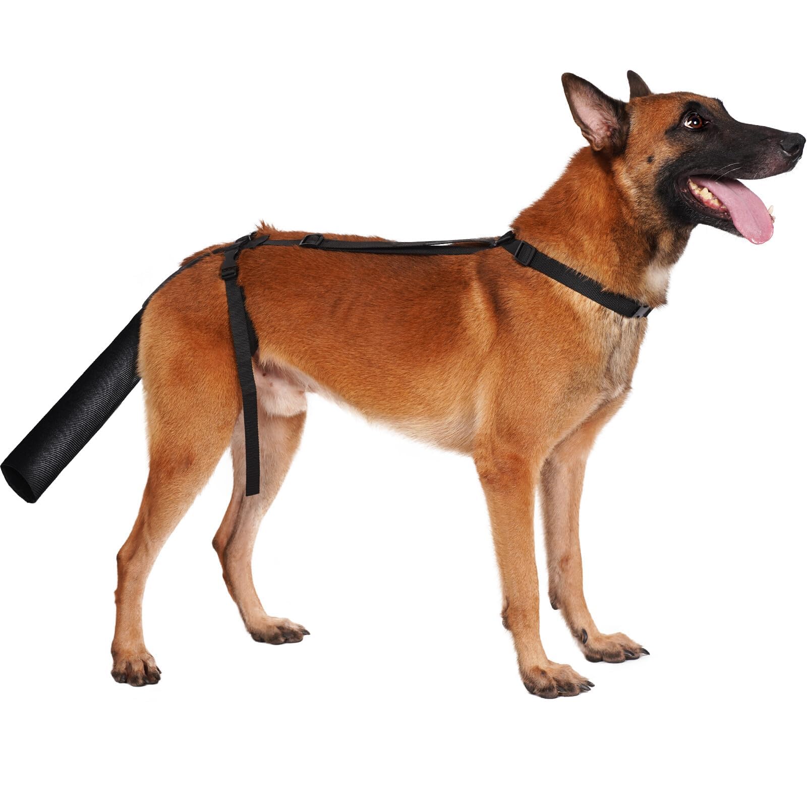 BARKLESS protège-queue pour chien moyen, protection lors des sorties.
