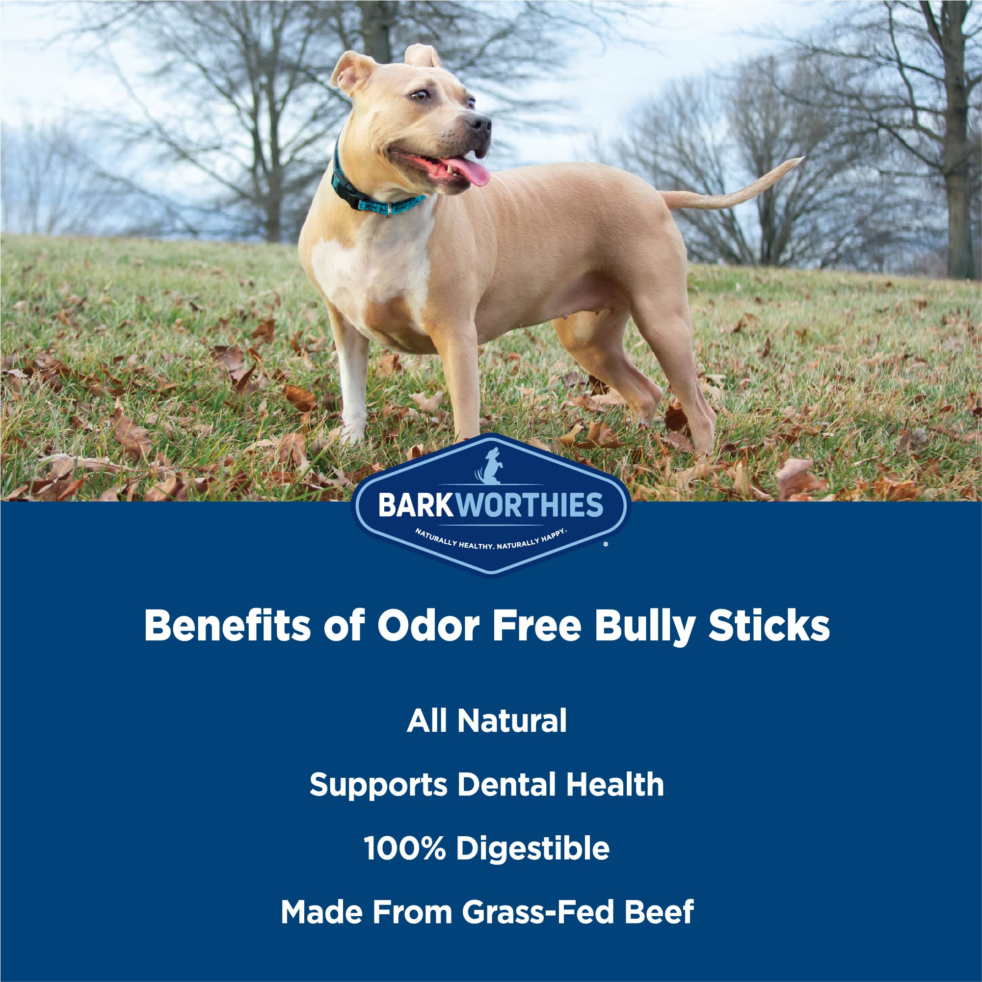 Barkworthies baton a m acheter sans odeur 6 pouces usage quotidien.