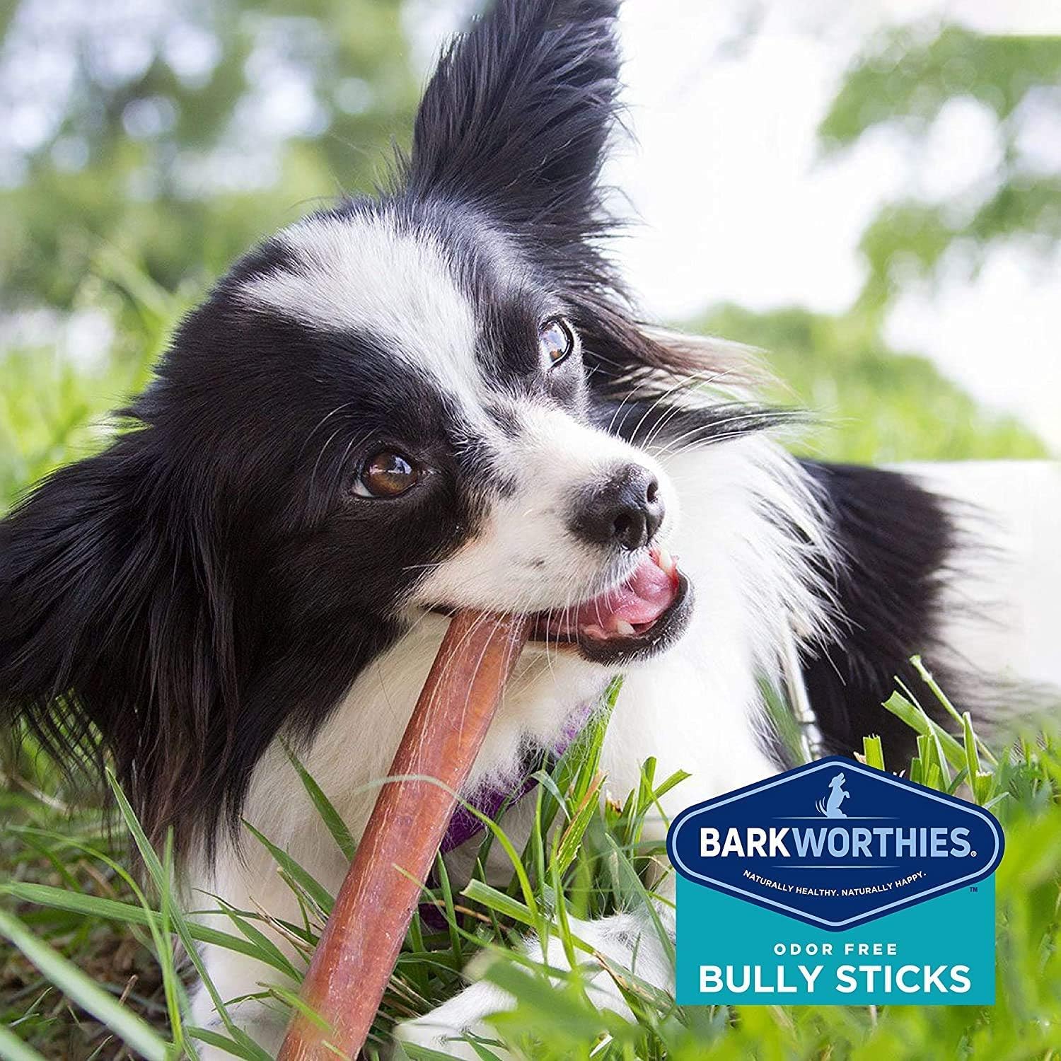 Barkworthies Batons Bully sans odeur, parfaite option naturelle pour chiens mordeurs.