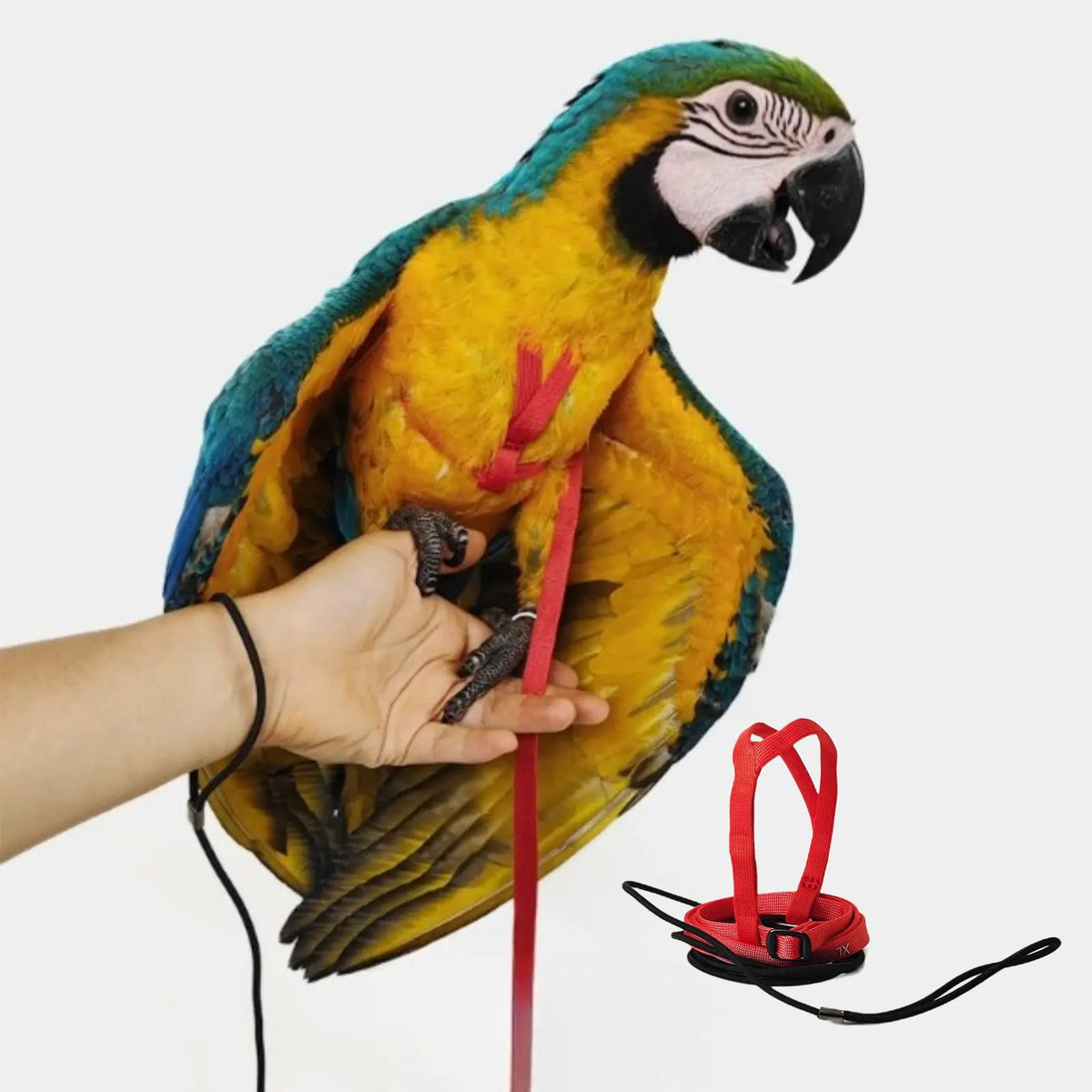 Harnais Barn Eleven ajustable pour oiseau, confort et ajustement sûr.