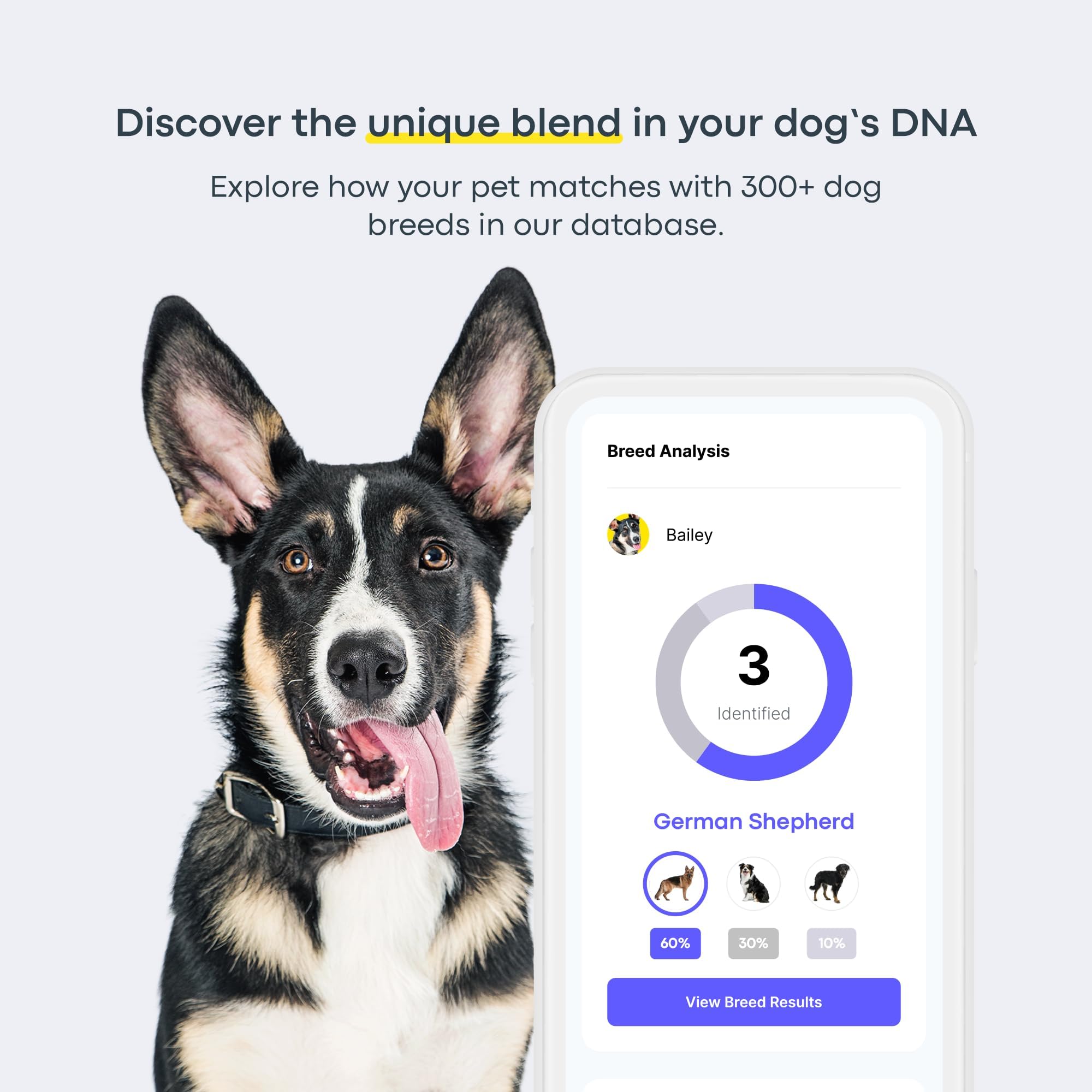 Basepaws Famille Chien – comprendre l’héritage et les traits du chien.