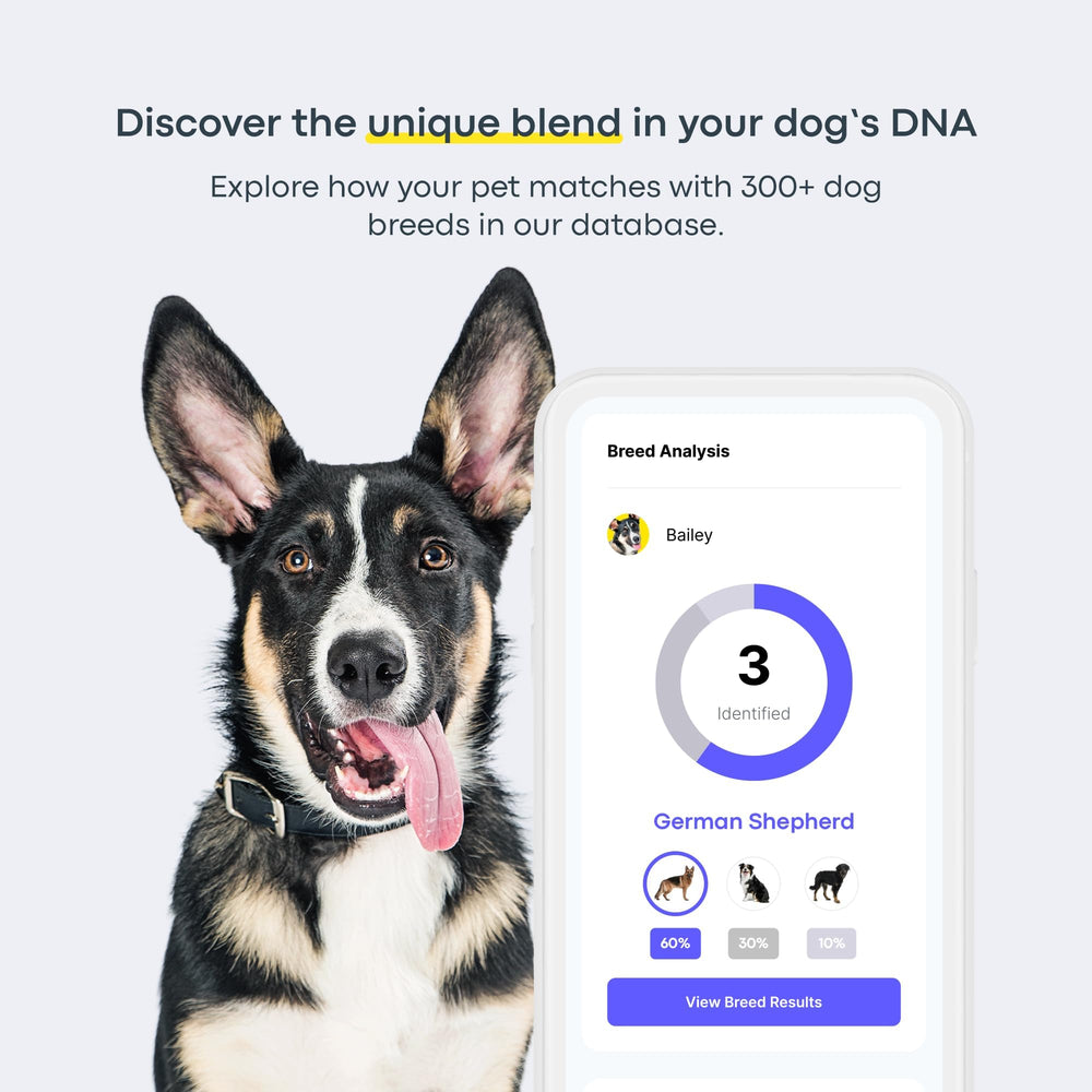 Basepaws Famille Chien – comprendre l’héritage et les traits du chien.