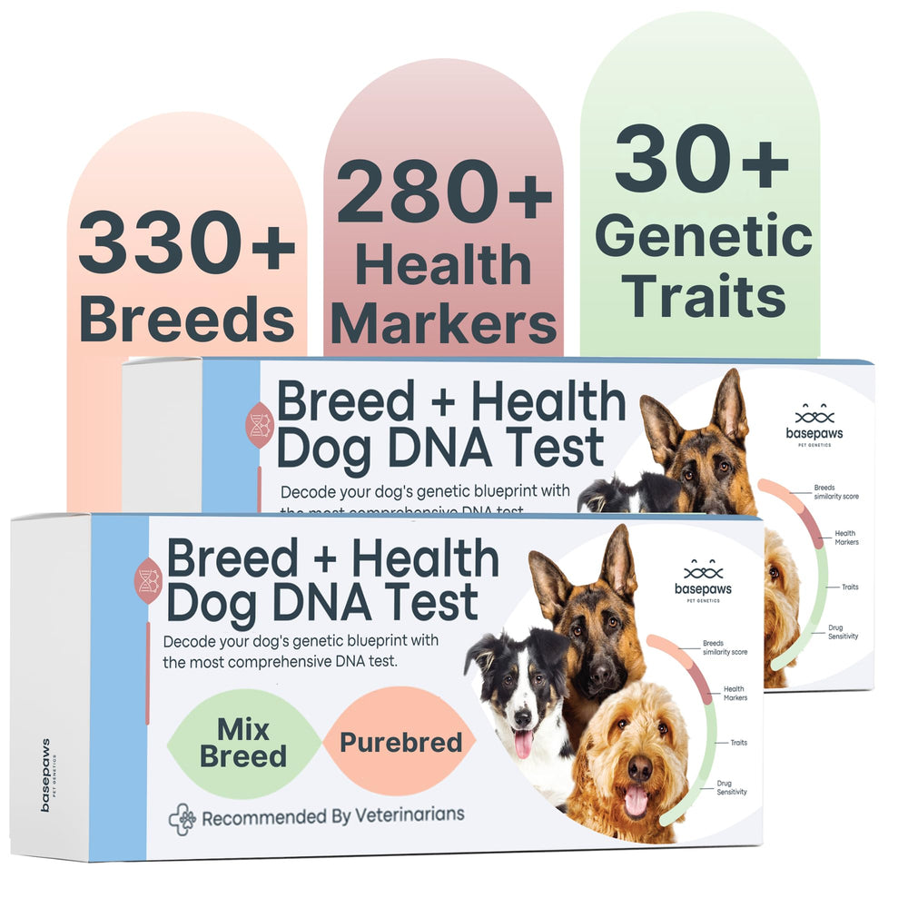 Basepaws Kit ADN Chien – présentation du kit et identification des origines possibles.
