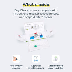 Basepaws Résultats ADN Chien – aperçu clair des traits et héritage.