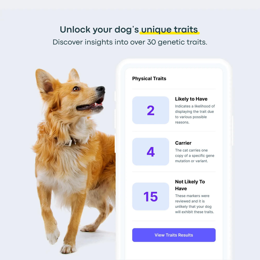 Basepaws résultats ADN chien: rapport lisible et informatif.