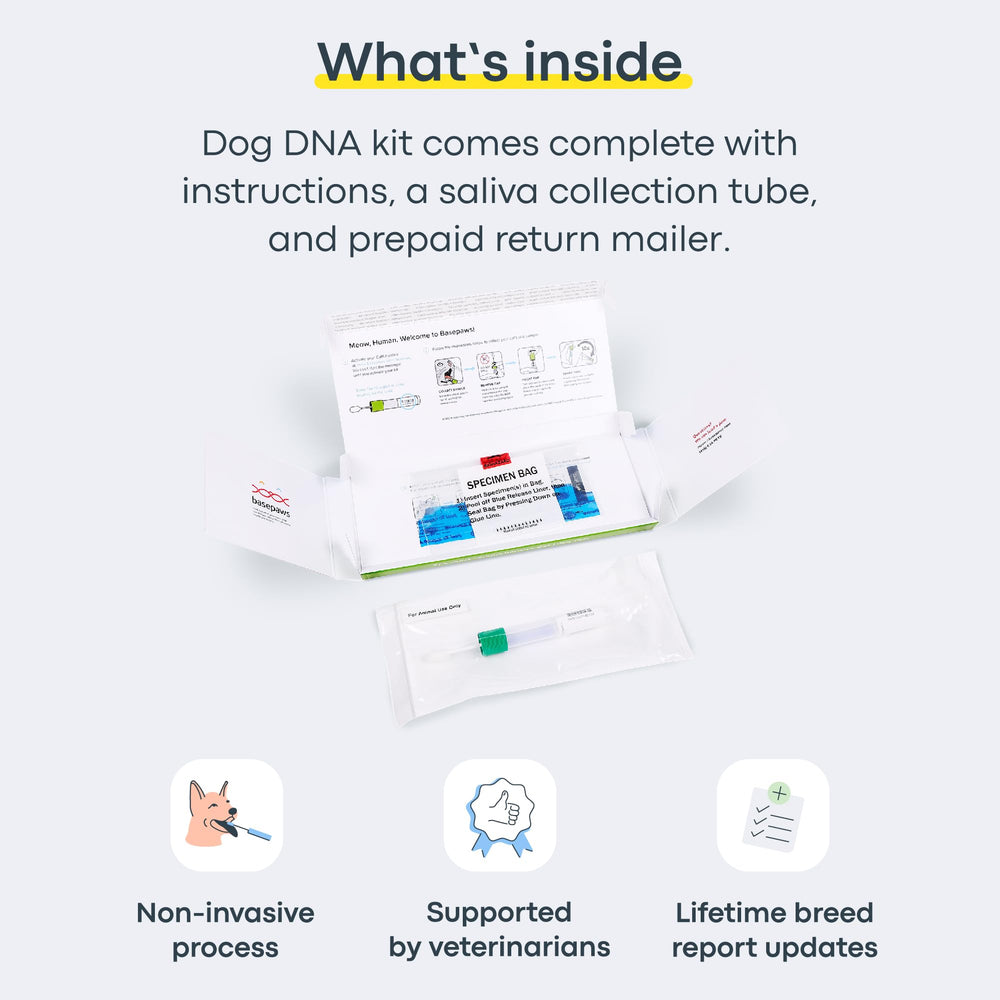 Basepaws traits ADN chien graphique: aperçu des traits et origines potentiels.