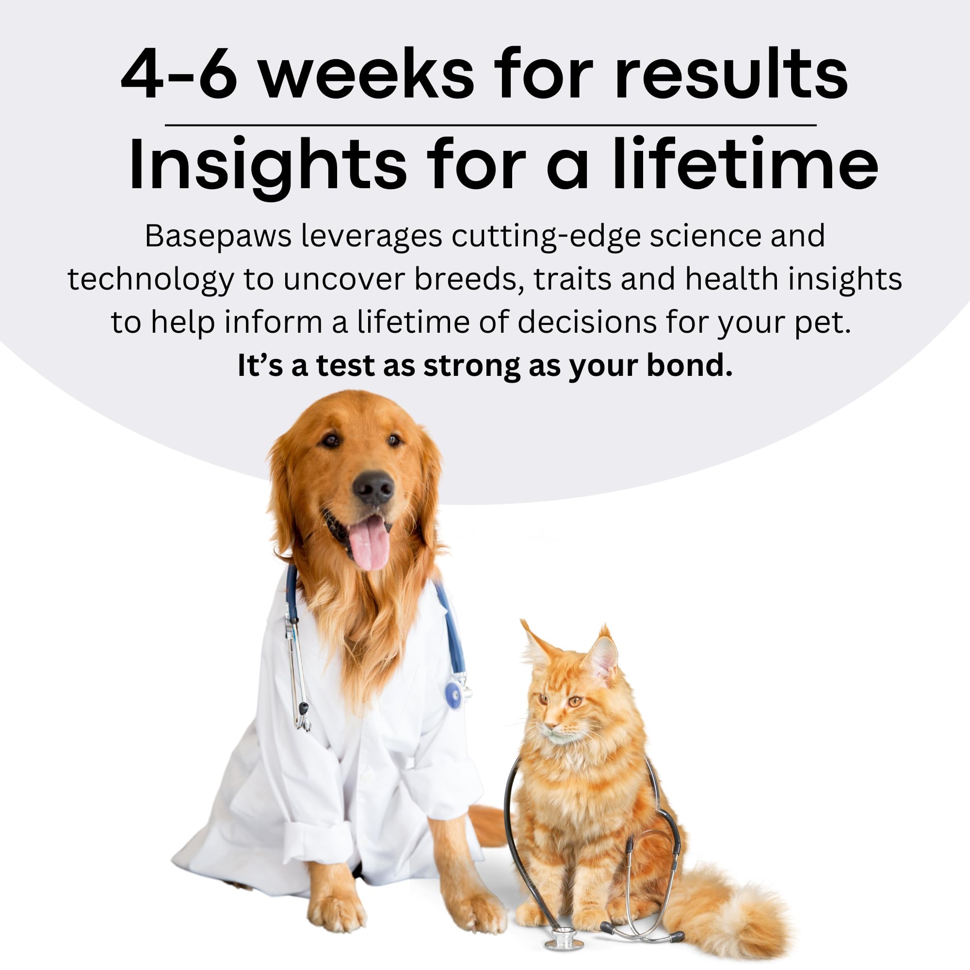 Basepaws utilisation-simple-chat: guide étape par étape pour une utilisation sans stress.