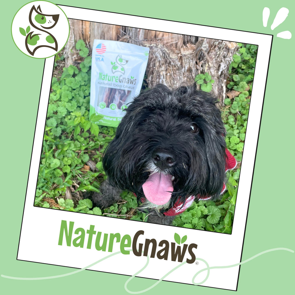 Récompense durable pour chiens actifs grâce à Nature Gnaws.