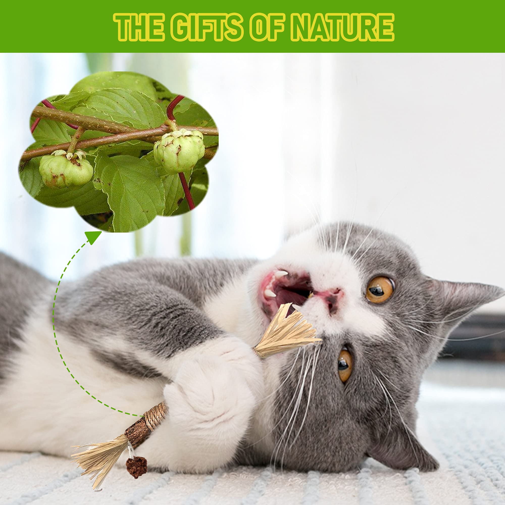BAWAN GBSYU jouet-dentition-silvervine-chat: jeu naturel nettoie dents et plaque.