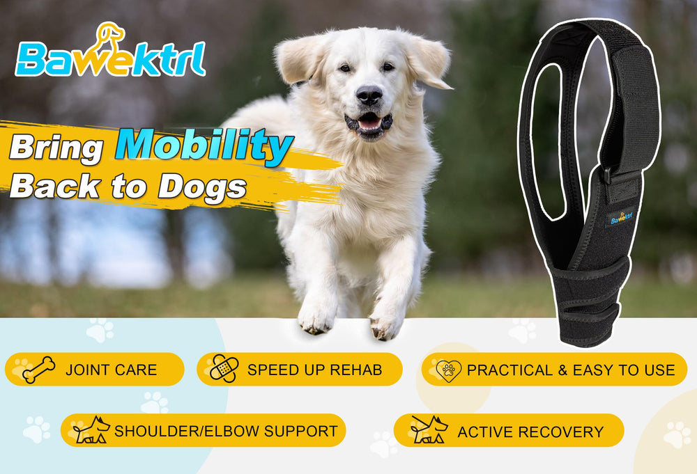 Bawektrl orthèse-coude-chien recovery étape soutien progressif.