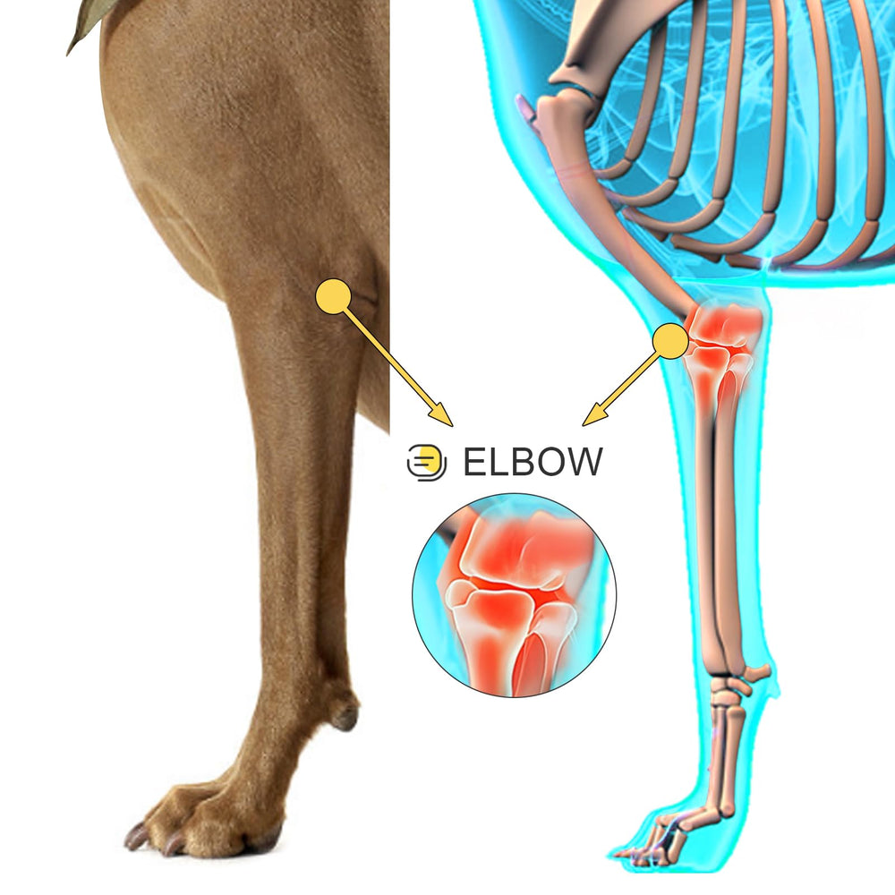 Bawektrl protection-coude-chien anti-callosites sur sols durs.