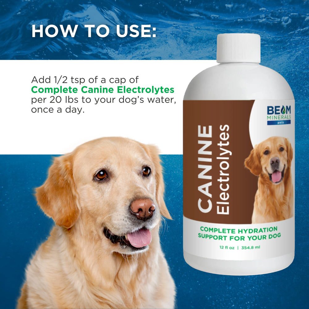 BEAM MINERALS Électrolytes Canins chien buvant après l hydratation