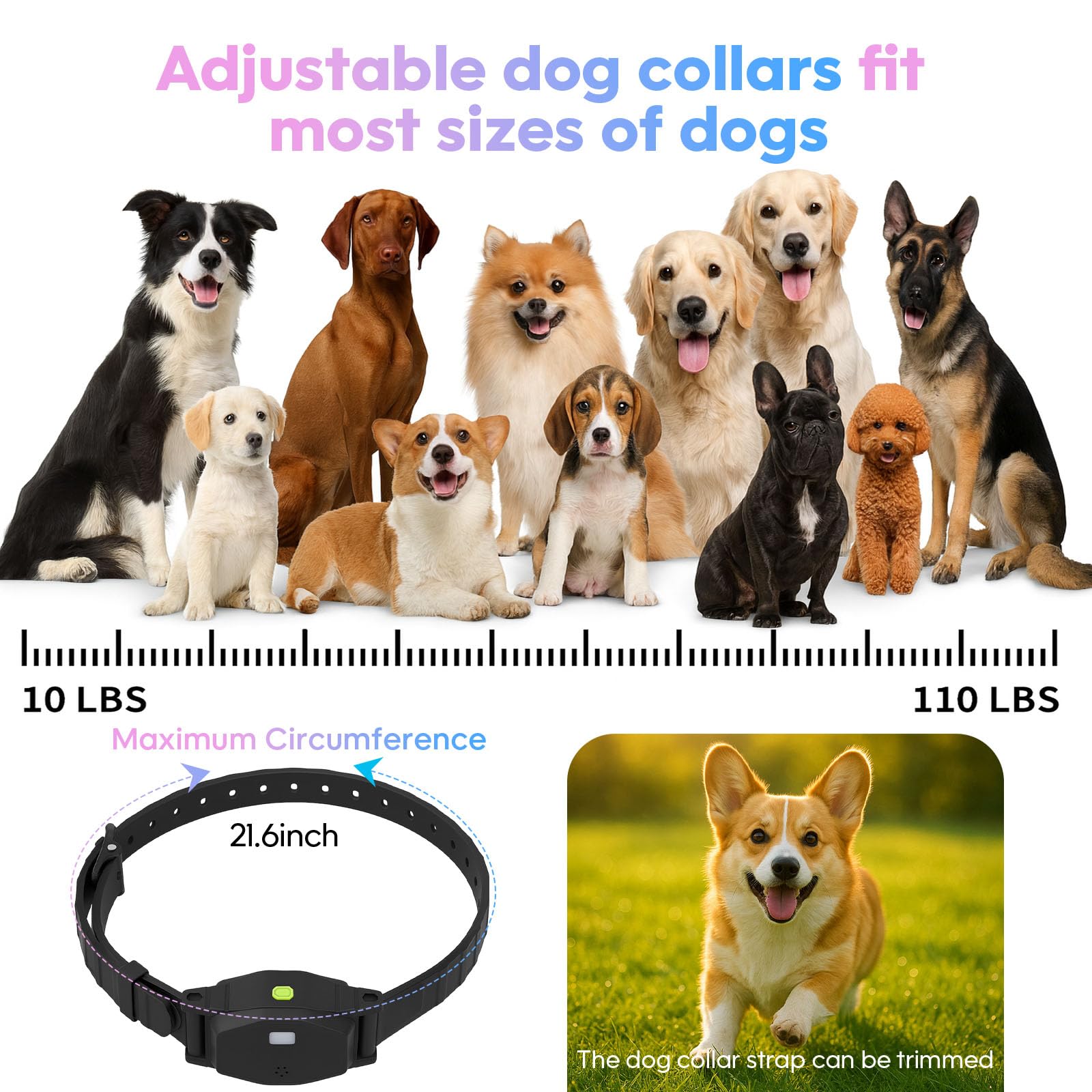 Beatails formation rapide et conseils pour chiens lors de l'usage quotidien.