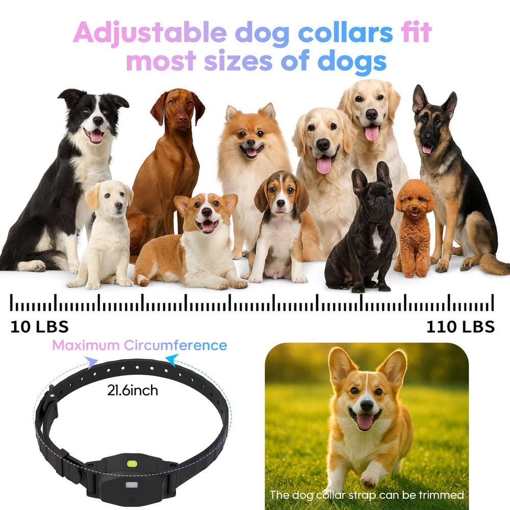 Beatails formation rapide et conseils pour chiens lors de l'usage quotidien.