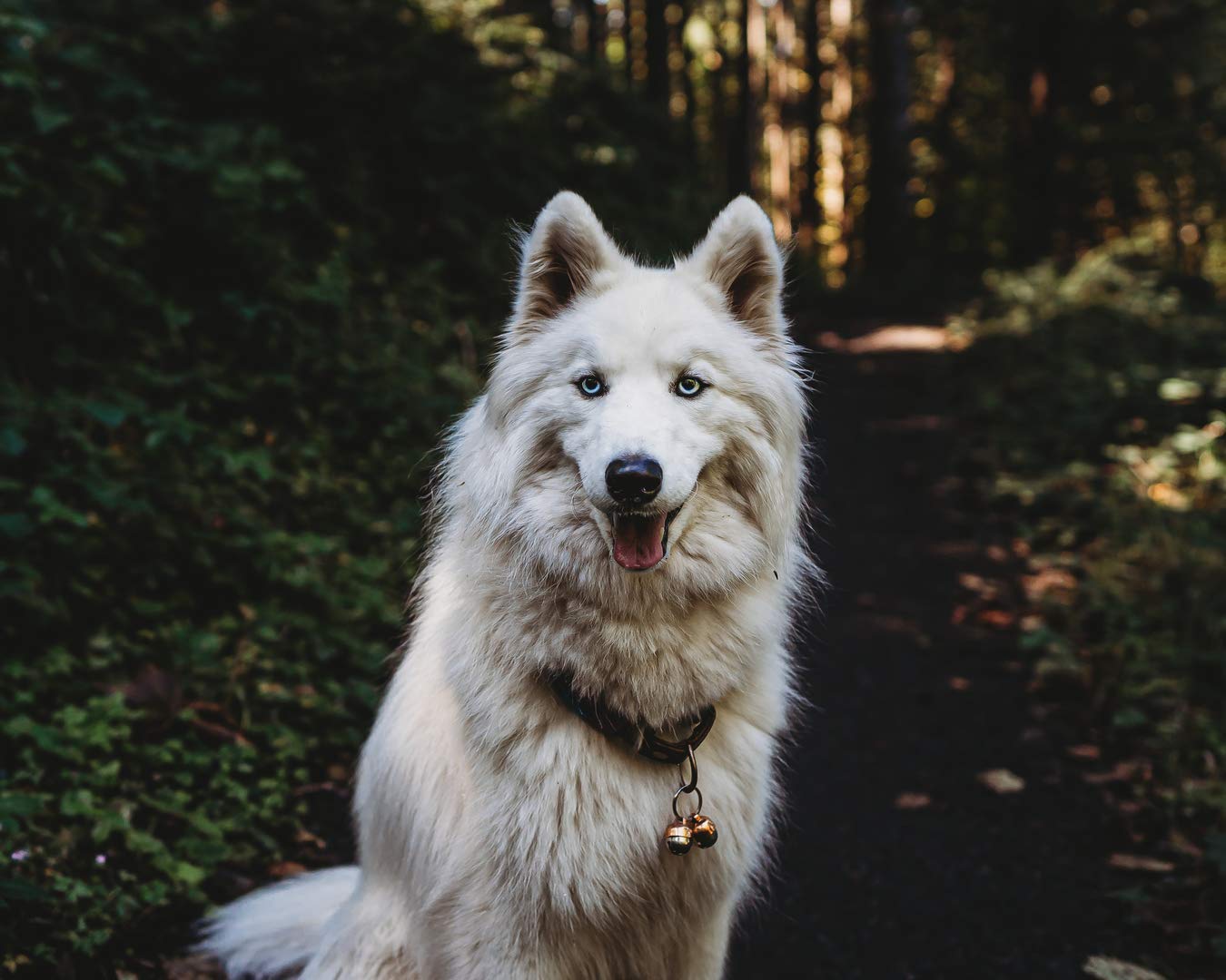 Beau's Bells: assistance à vie pour les clients et leurs animaux