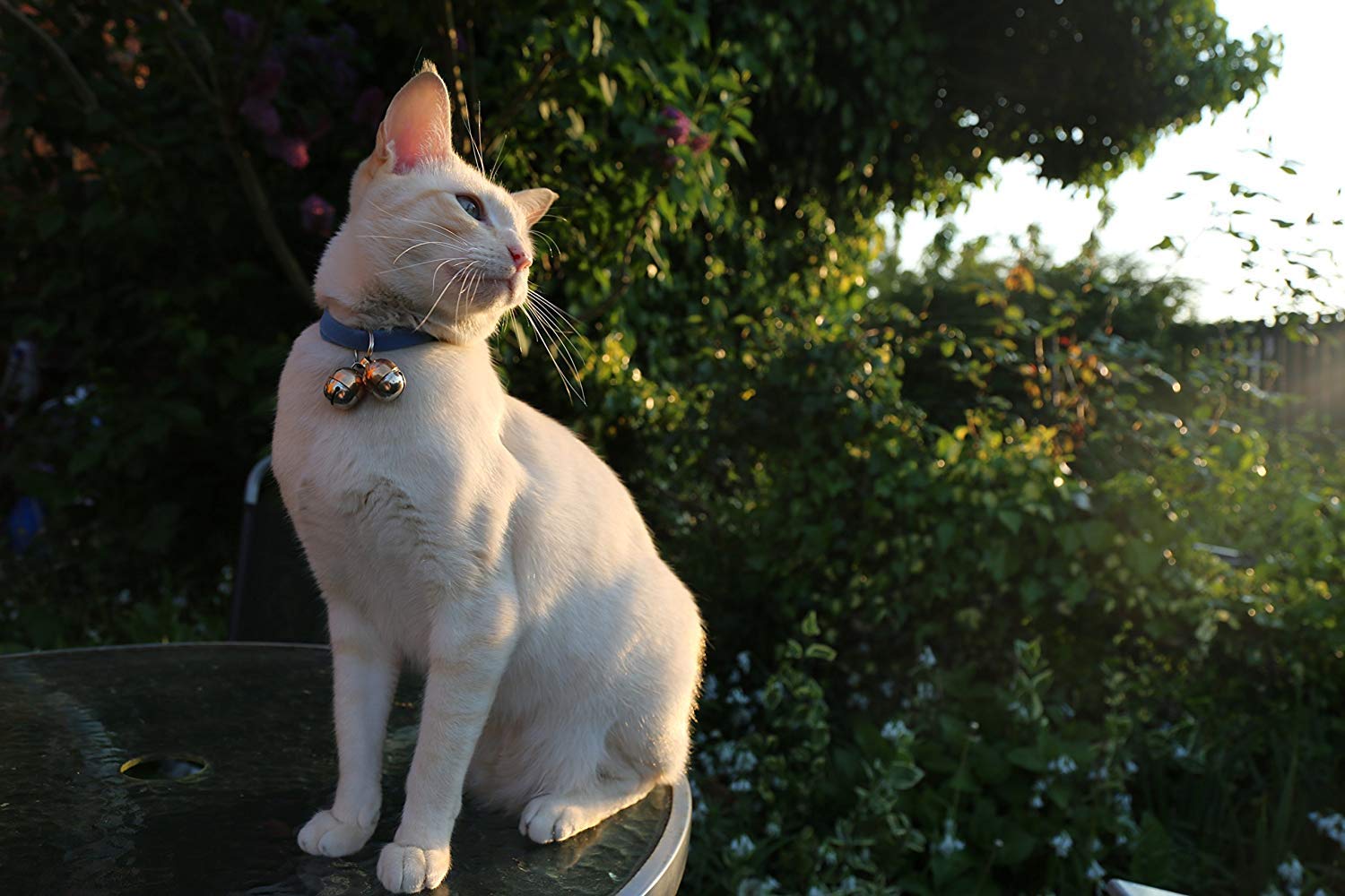 Beau's Bells design protégeant la faune et favorisant l’observation