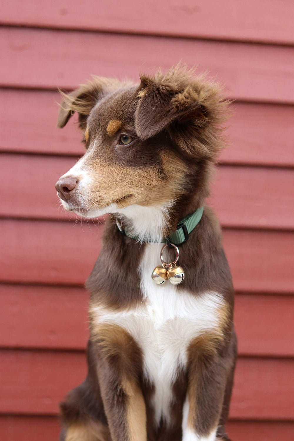 Beau's Bells cloche fait main cuivre pour animaux