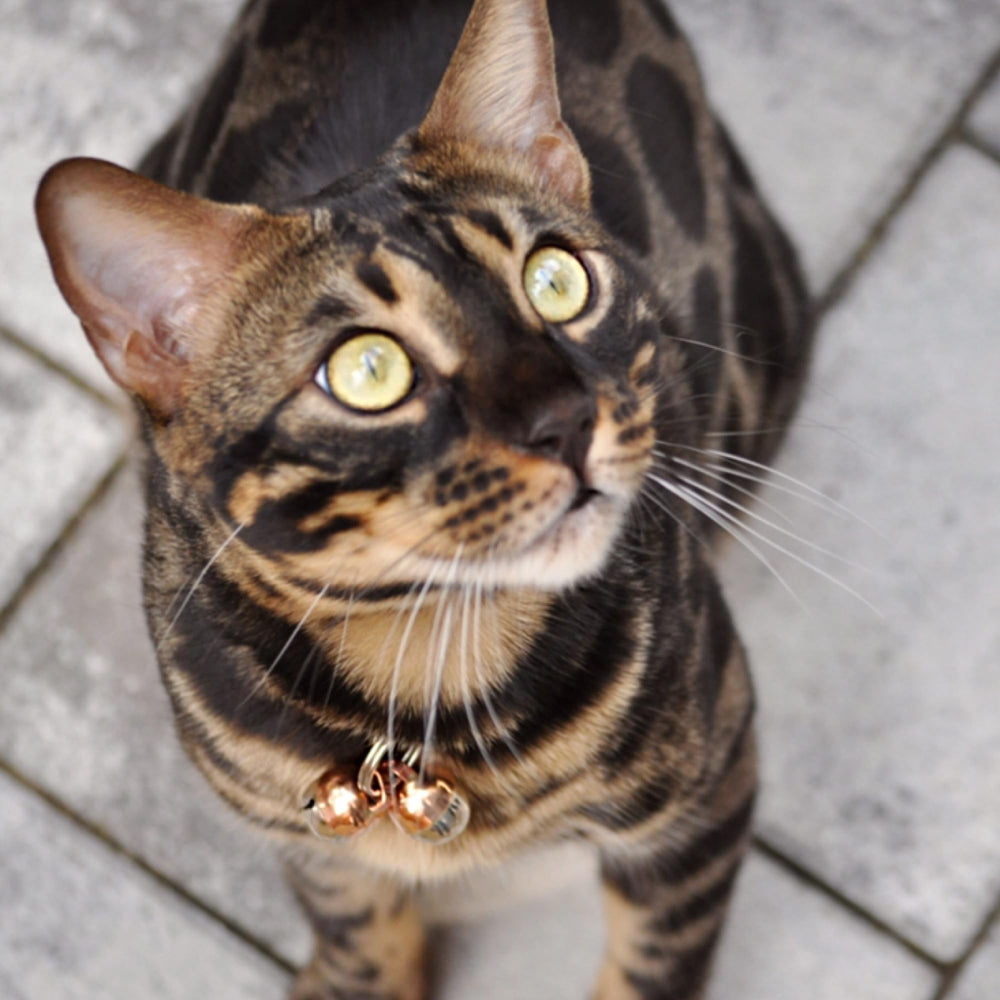 Beau's Bells: design artisanal, fabrication luxueuse adaptée aux animaux.