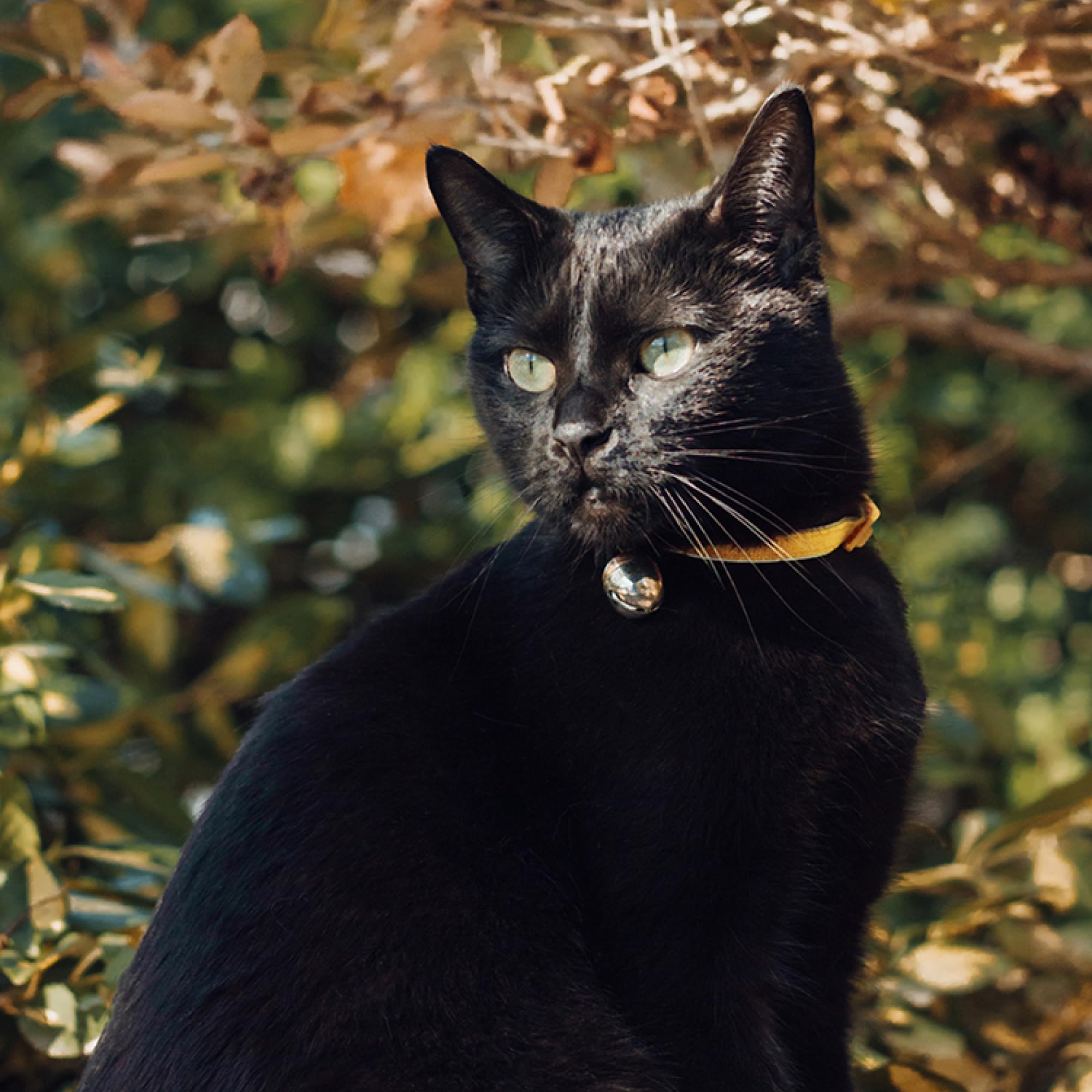 Beau's Bells V2: collier animalier permettant de suivre et protéger la faune