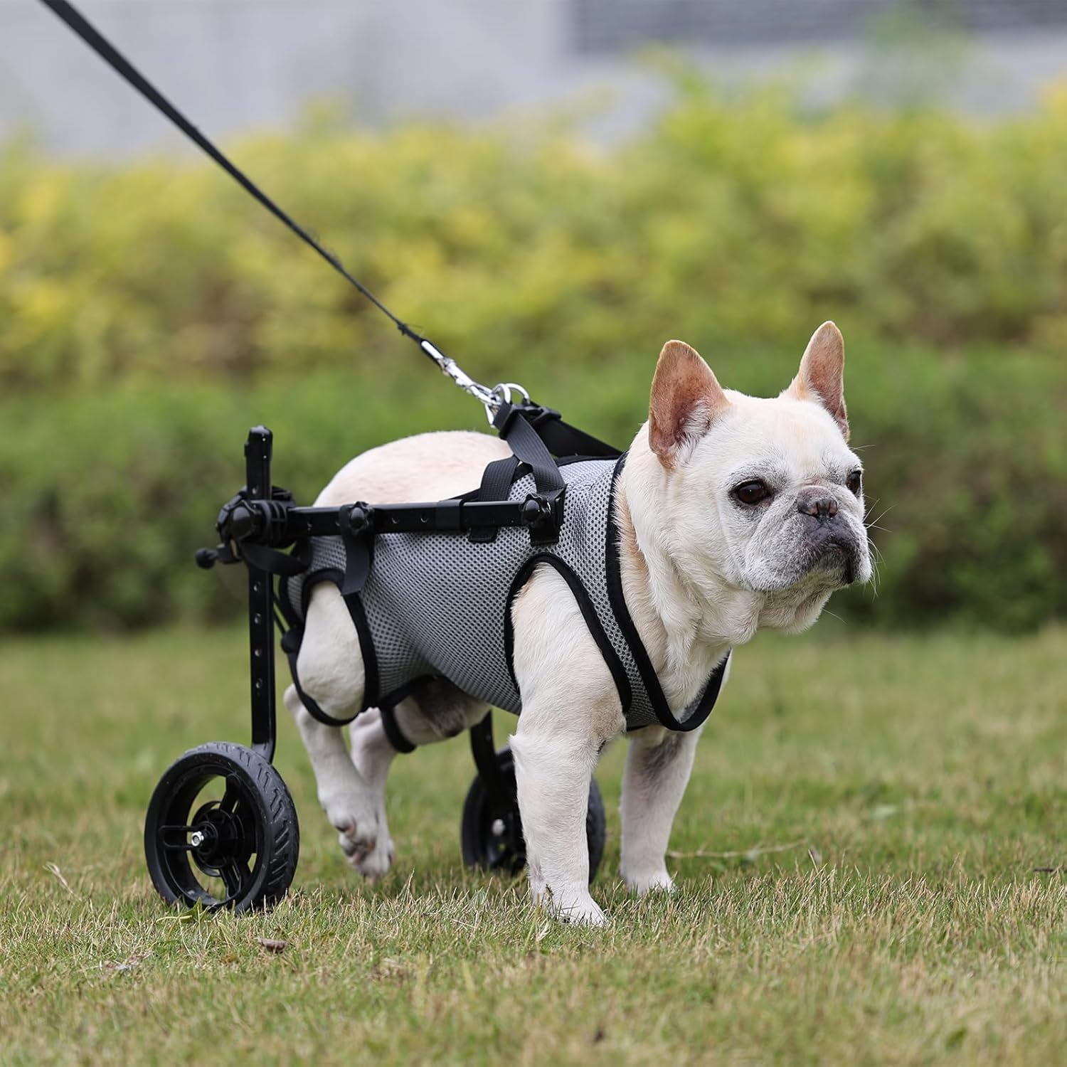 Becrowm utilisation-quotidienne-dog-wheelchair: pratique pour sorties et visites.