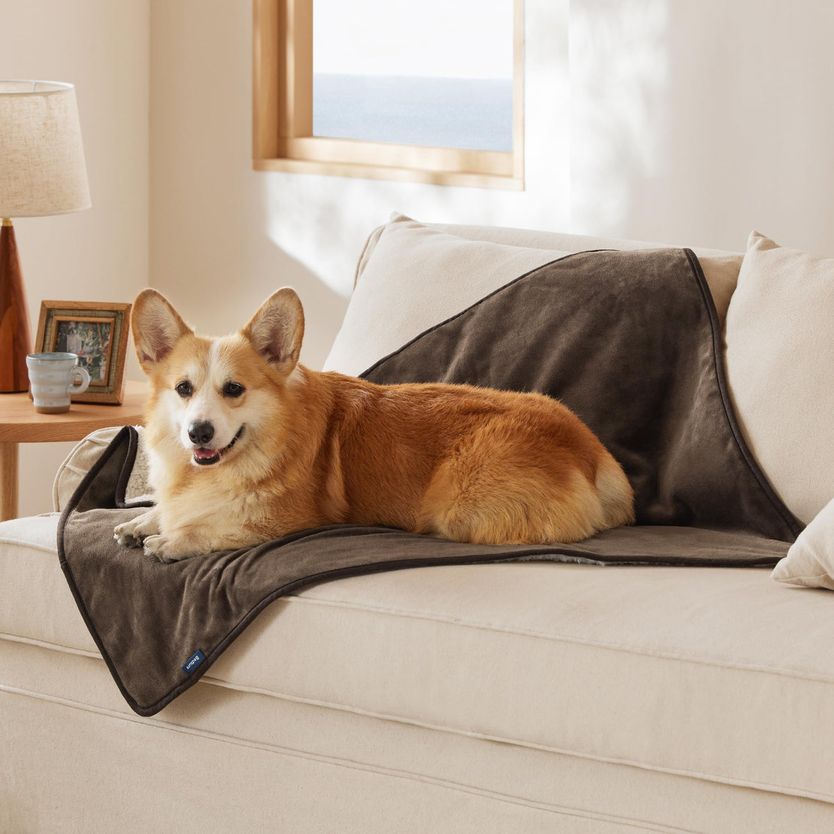 Bedsure couverture impermable pour chien grand, protege canapé des accidents