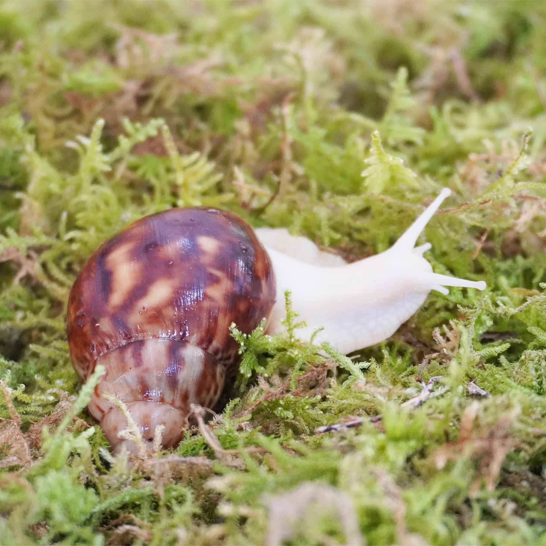 Begeterday mousse compacte pour escargots, se réhydrate facilement