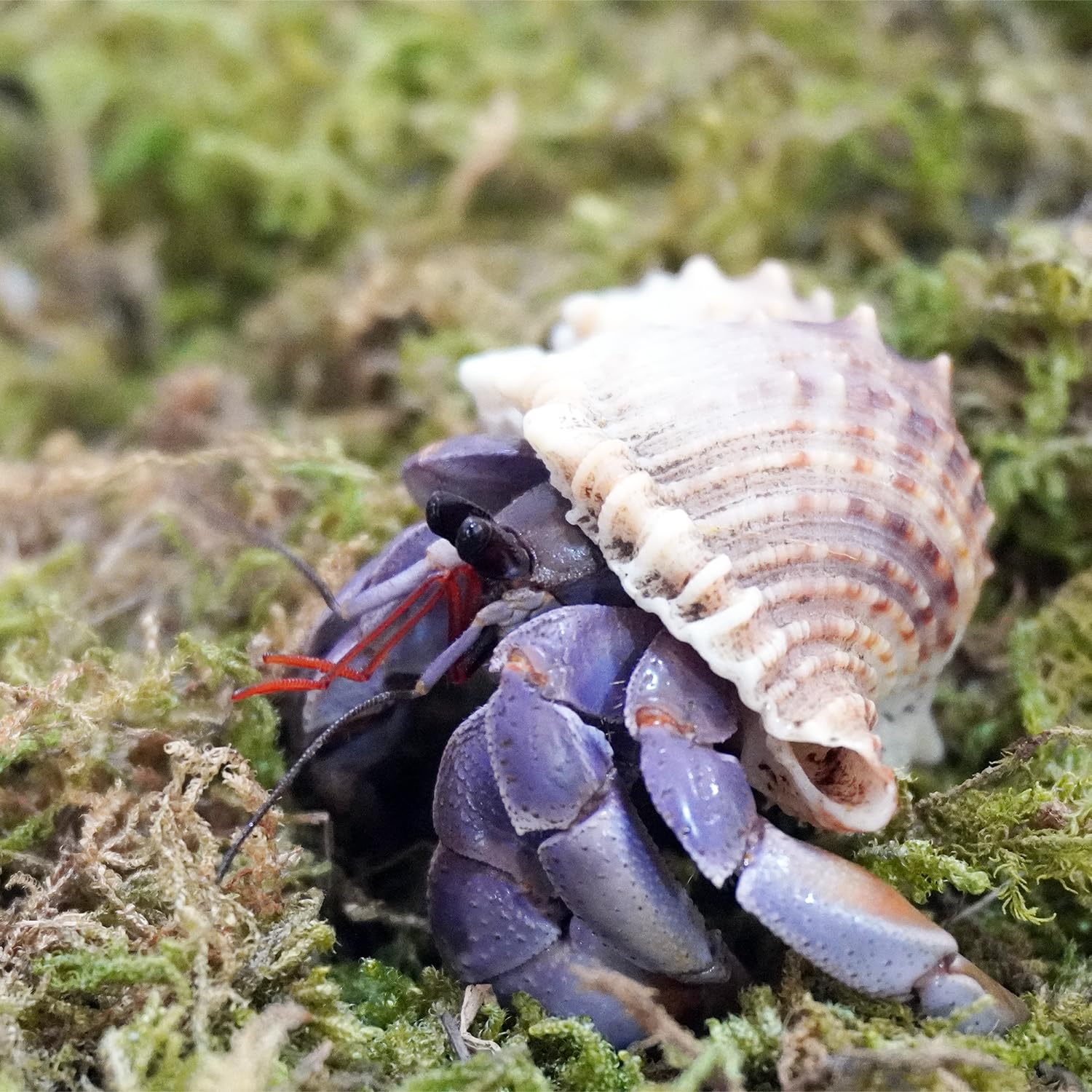 Begeterday Mousse naturelle, décor d’habitat pour crabes ermite et humidité stable.