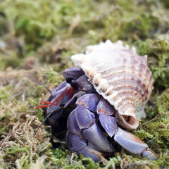 Begeterday Mousse naturelle, décor d’habitat pour crabes ermite et humidité stable.