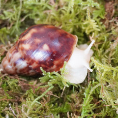 Begeterday mousse nettoyage habitat, cadre plus sain pour les escargots