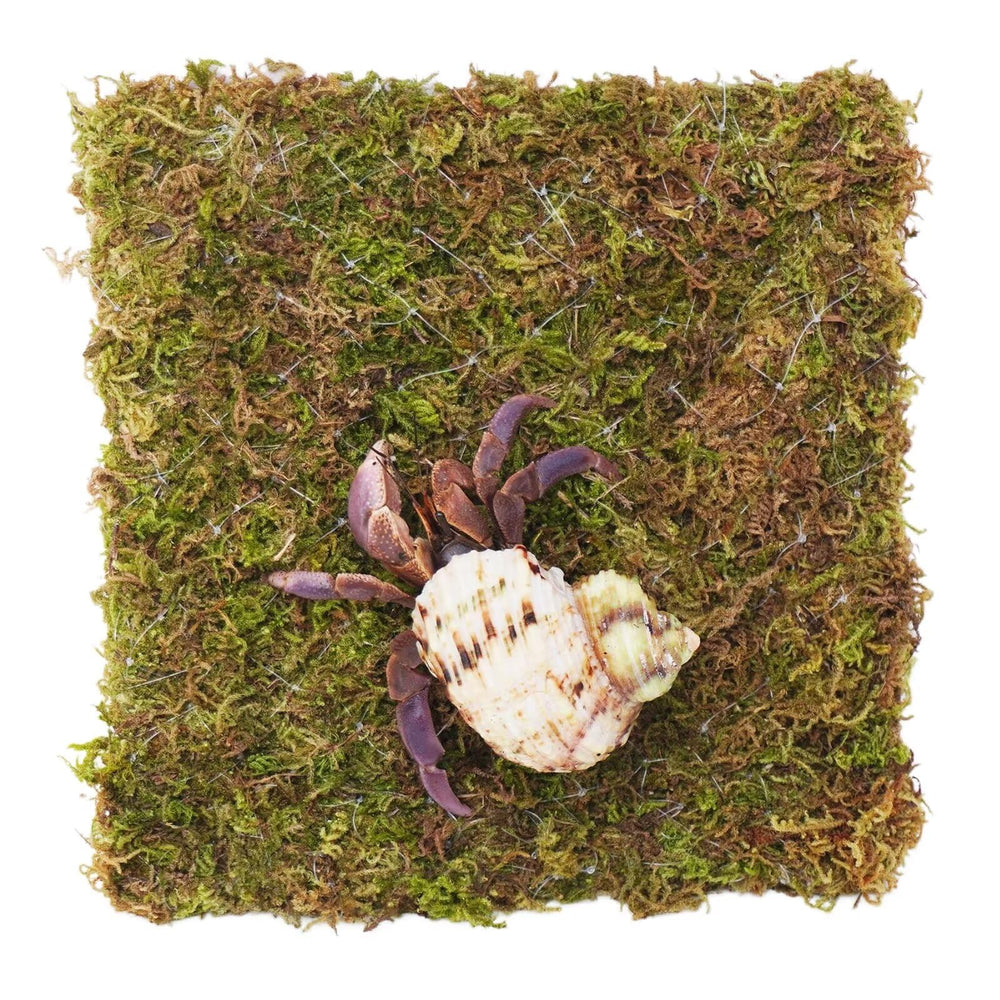 Begeterday mur-escalade pour crabe hermite 15 cm favorisant l'escalade et l'exploration
