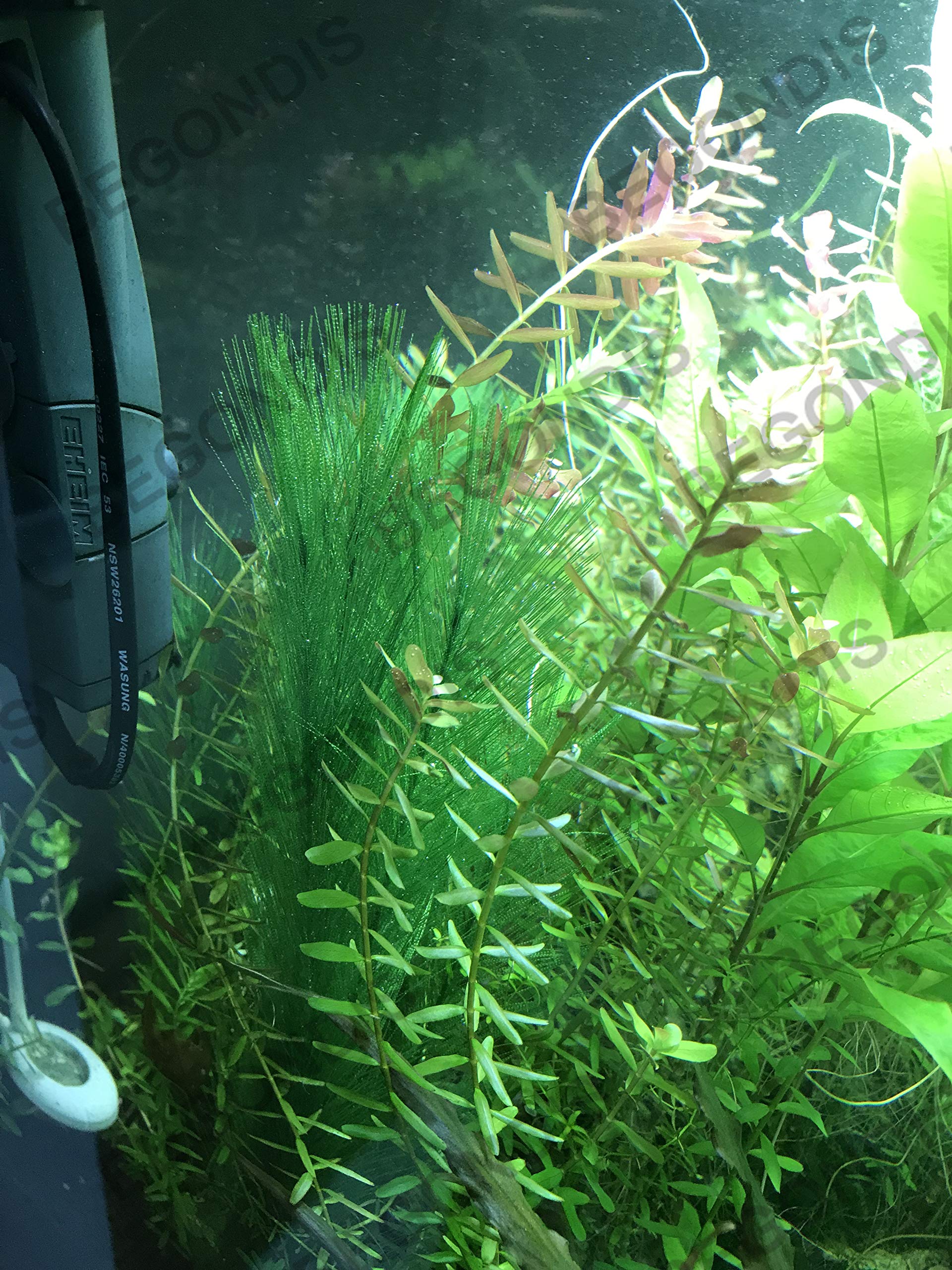 BEGONDIS décor d'aquarium vert en soie, durable dans l'eau.