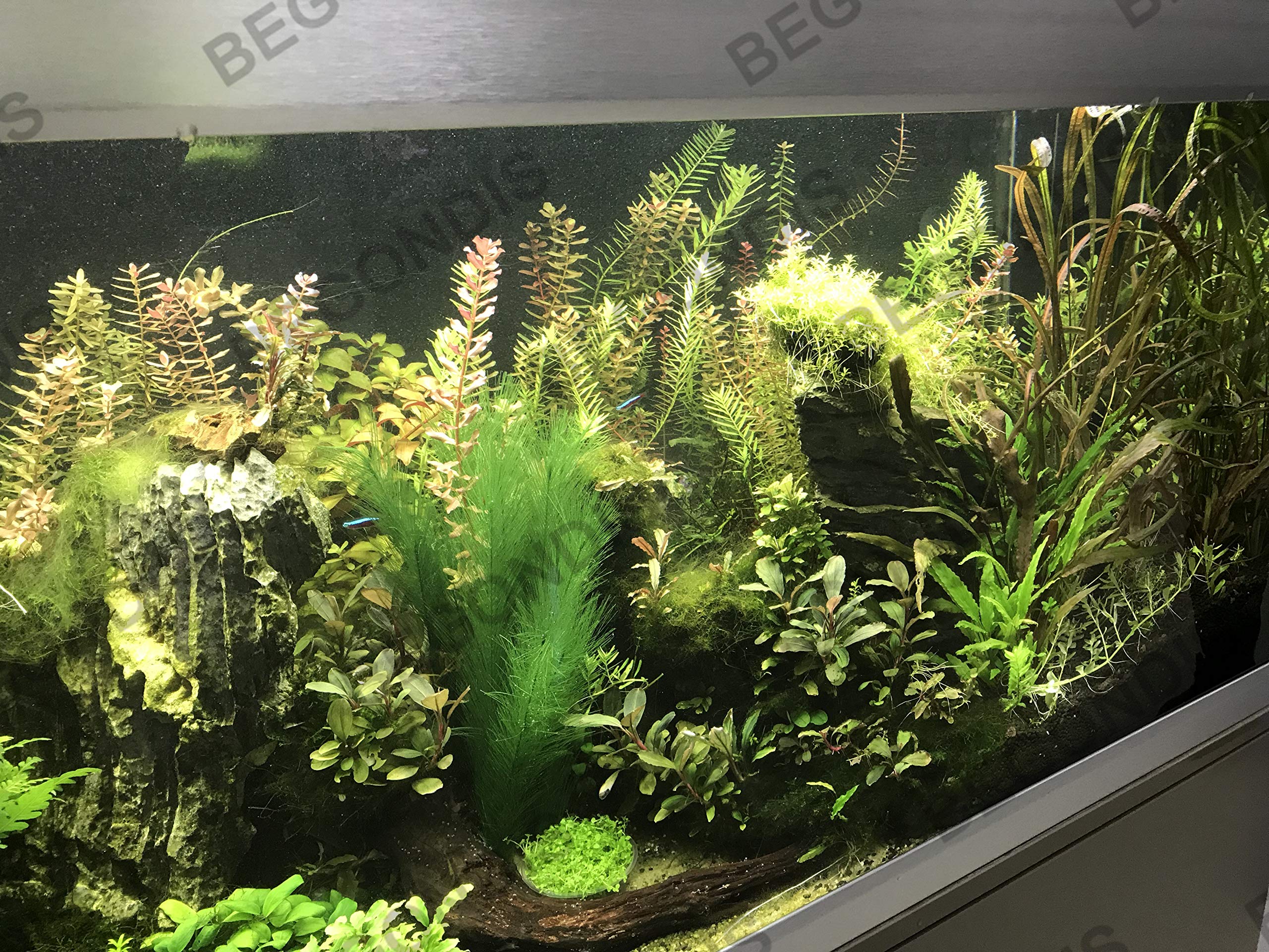 BEGONDIS plante d'aquarium soie taille 30x17 cm, intégration facile.