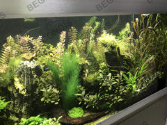BEGONDIS plante d'aquarium soie taille 30x17 cm, intégration facile.