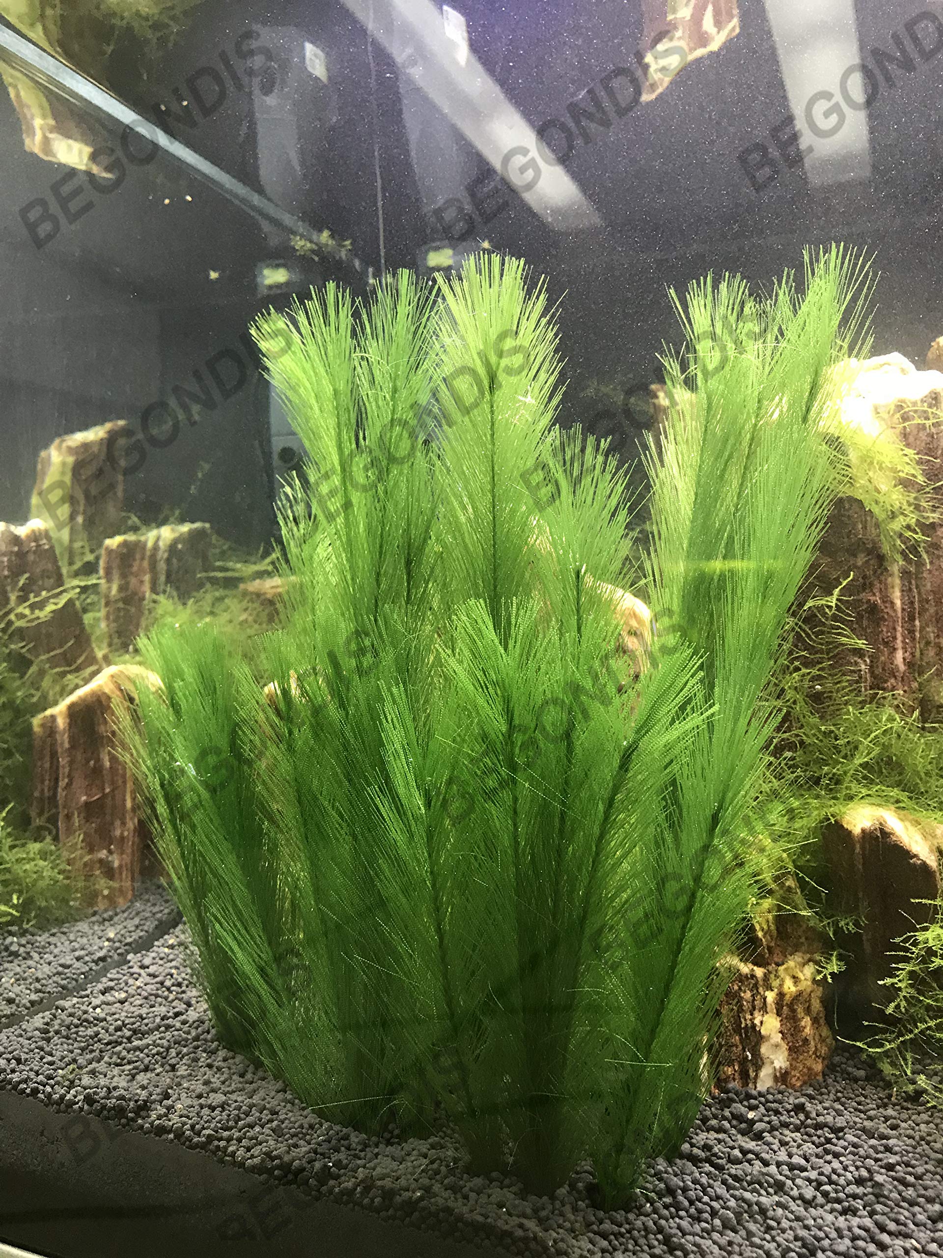 BEGONDIS plante d'aquarium soie avec cinq feuilles par pièce, aspect naturel.