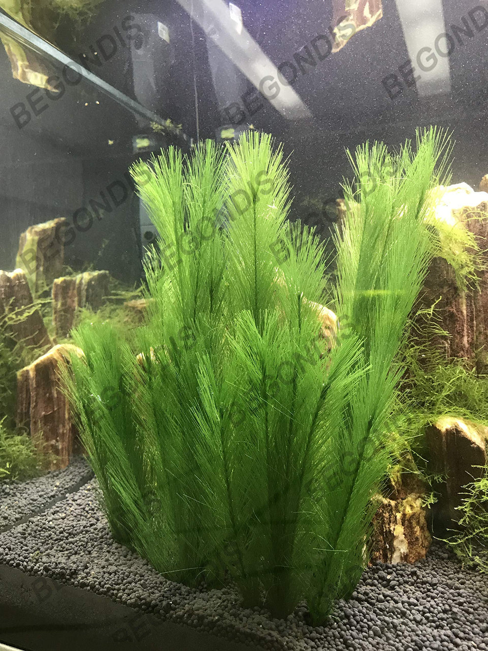 BEGONDIS plante d'aquarium soie avec cinq feuilles par pièce, aspect naturel.