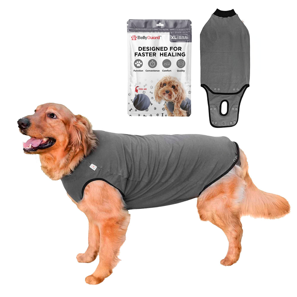 BellyGuard Combinaison récupération chien – premier plan, tissu doux soutenant le confort postopératoire.