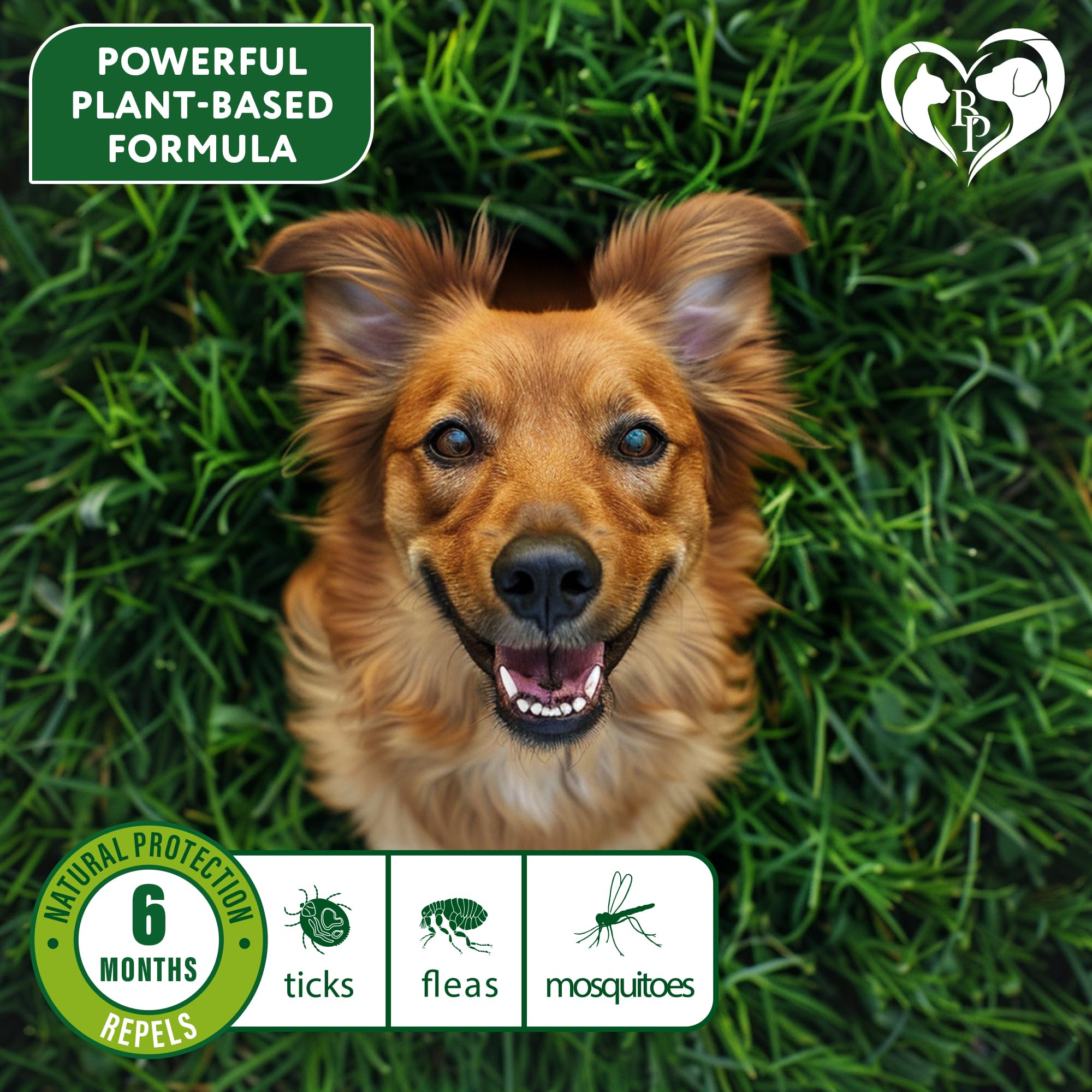 Collier Beloved Pets sans morsure pour chiens actifs