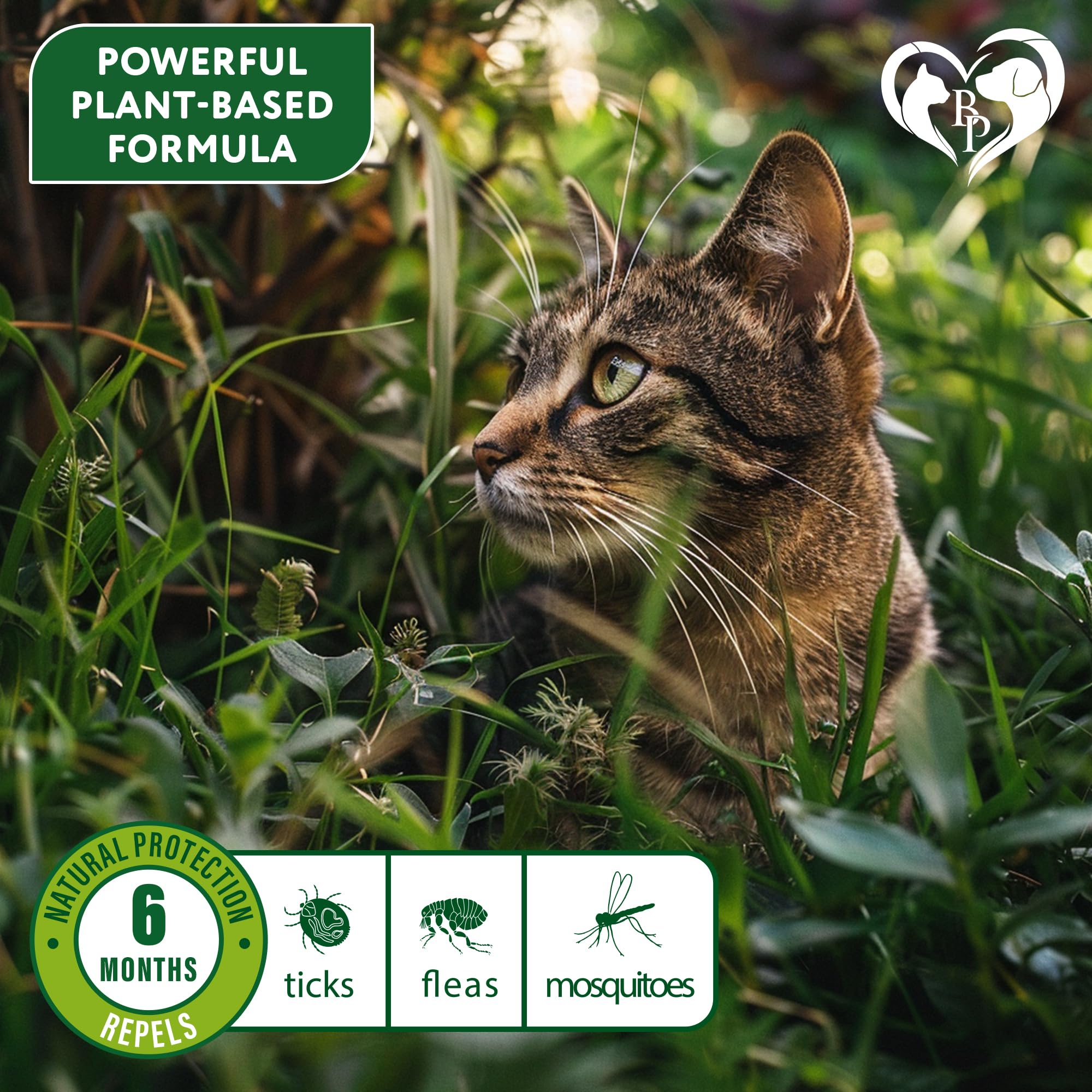 Beloved Pets collier chat protection naturelle, diffusion douce des huiles essentielles.