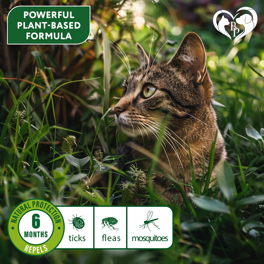 Beloved Pets collier chat protection naturelle, diffusion douce des huiles essentielles.