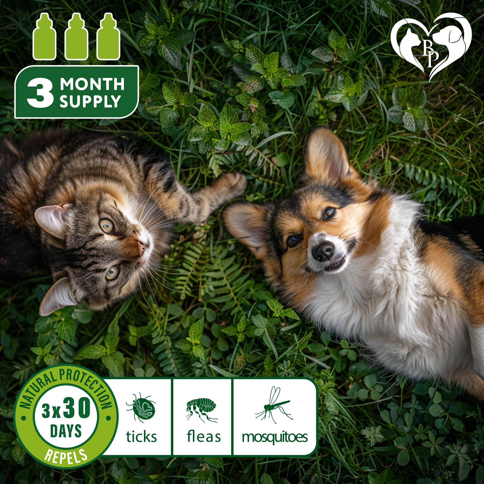 Beloved Pets Prévention naturelle — puces et tiques, sans produits chimiques.