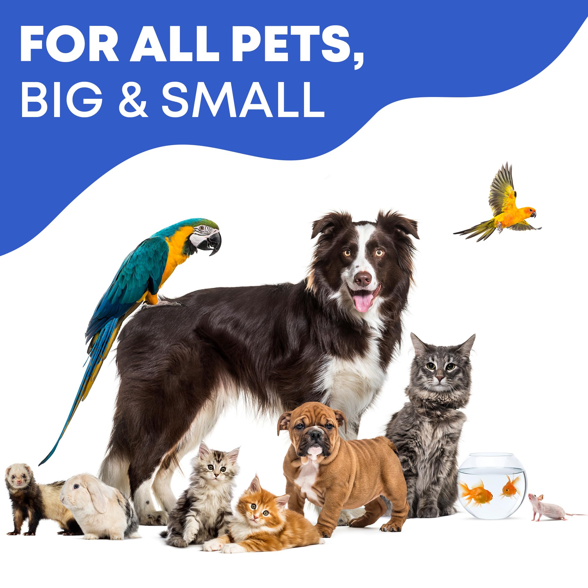 Sécurité et douceur Beloved Pets pour les yeux des animaux.