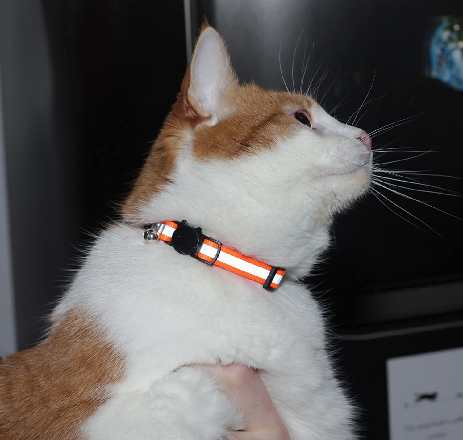 Bemix Pets collier chat decrochable securite, arret rapide en cas de pression.